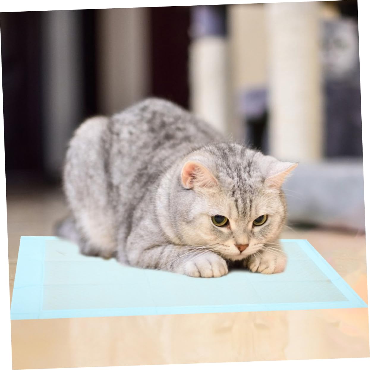 BESTOYARD 50pcs Absorbent Pet Training Pads Leak Dog Cat Pee Pads Non-Woven for Indoor Use for Puppies Kittens and Pets Optimal