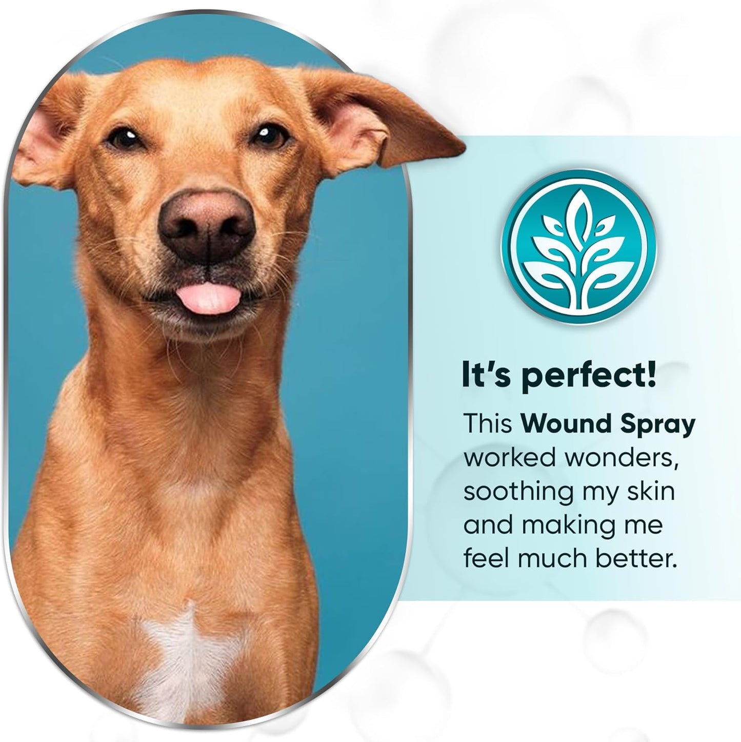 Dog Wound Care Spray is Better with Dog Cone | Nano Silver + Chlorhexidine Solution for Scratches, Bites, Redness, Irritation, and Sutures After Surgery | 4 Oz