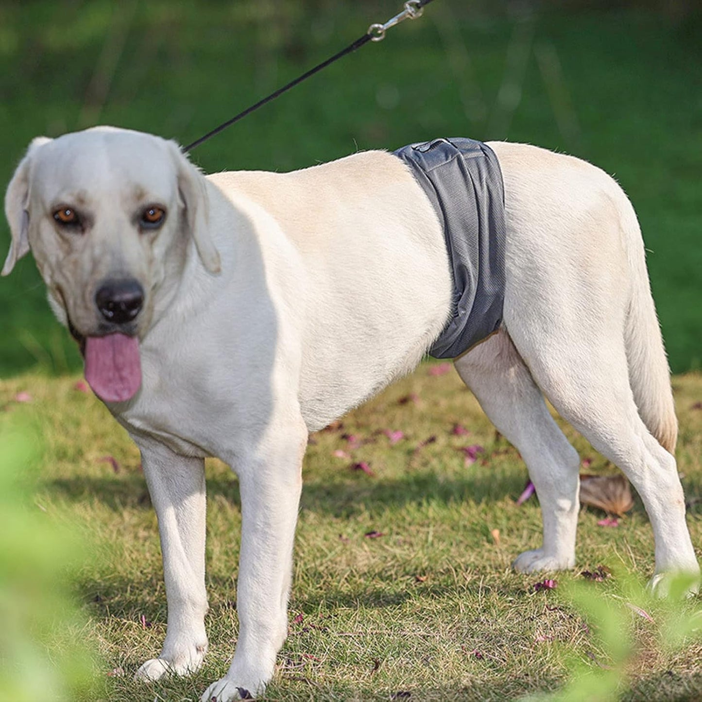 Male Dog Belly Wrap Leakproof Strong Water Absorption Breathable Comfortable Male Dog Belly Band for Small Dogs Puppies Untrained Male Dogs Spot Markers Incontinence (M)