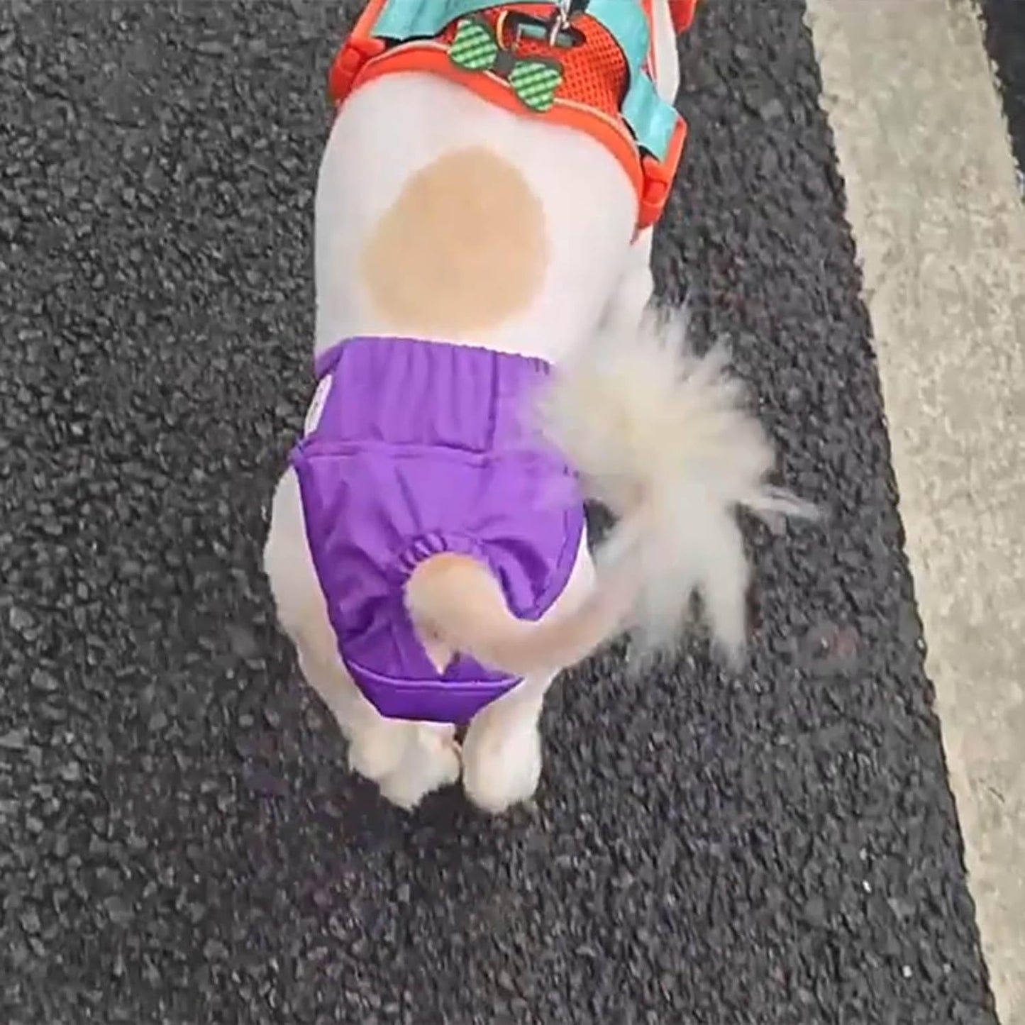 Washable Girls Dog Physiological Pants Reusable Sanitary Underwear Belly Wrap Bands Diaper for Large Small Dog