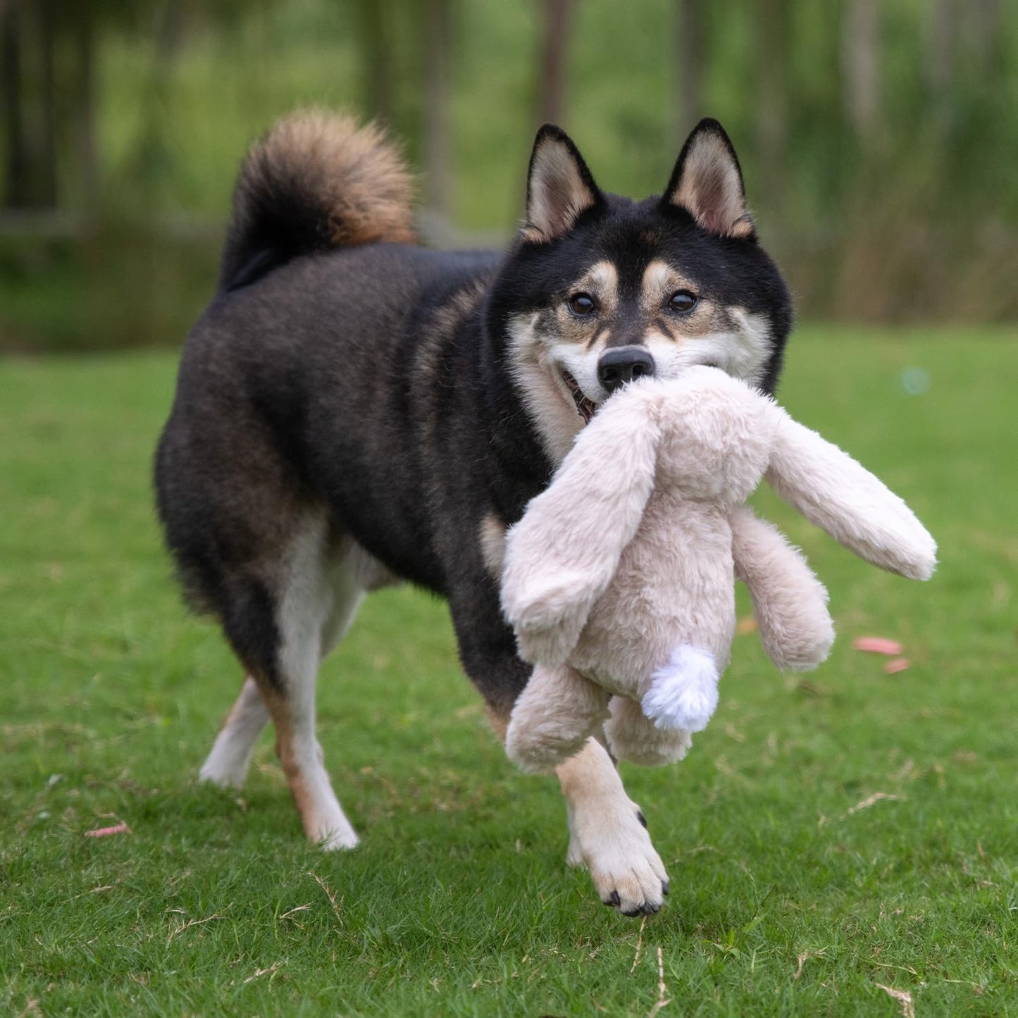 Best Pet Supplies Interactive Squeaky Dog Chew Toy, Ideal Dog Toys for Chewers, Small, Medium & Large Dogs, and Fetch Lovers - Bunny (Beige), Small