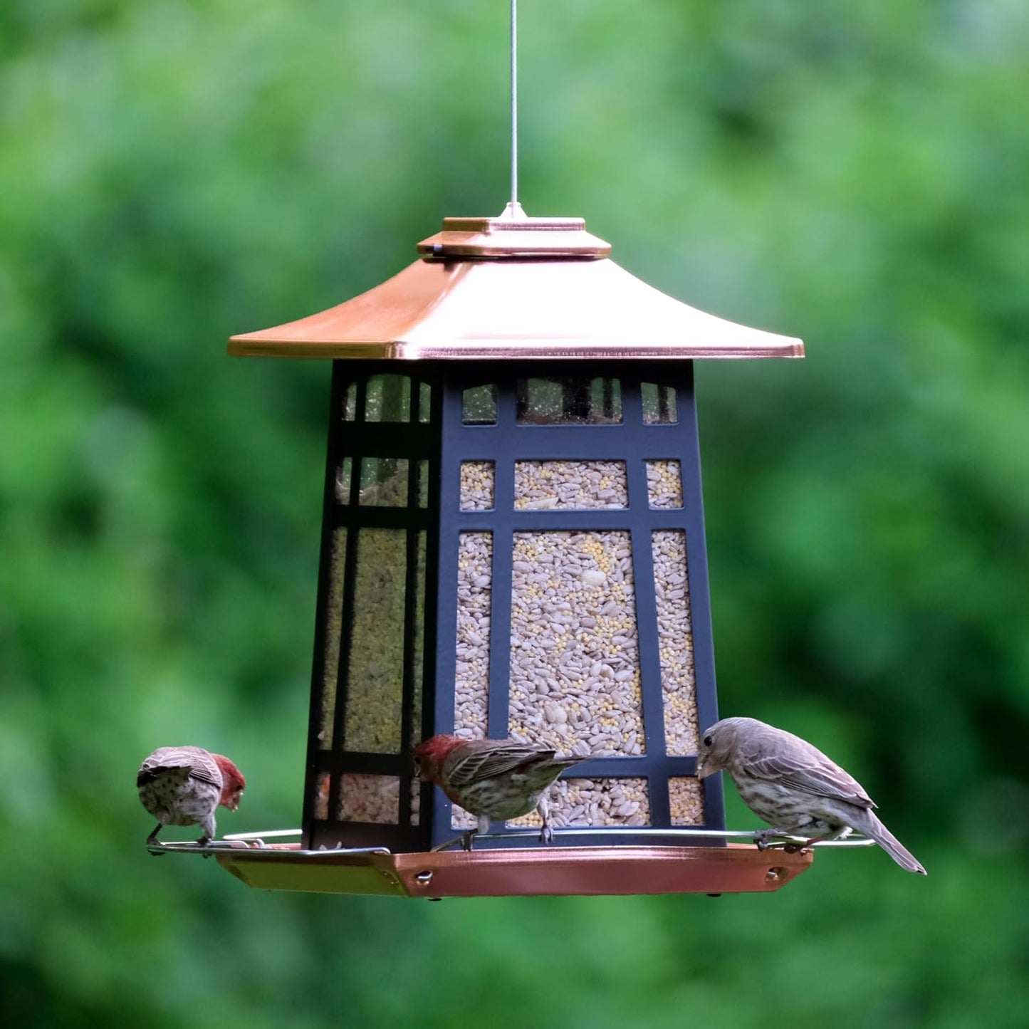 Nature's Way Outdoor Garden Décor Hanging Wild Bird Seed Feeder, Metal Copper Gazebo Feeder, Easy Fill, Rain Drainage, Black and Copper