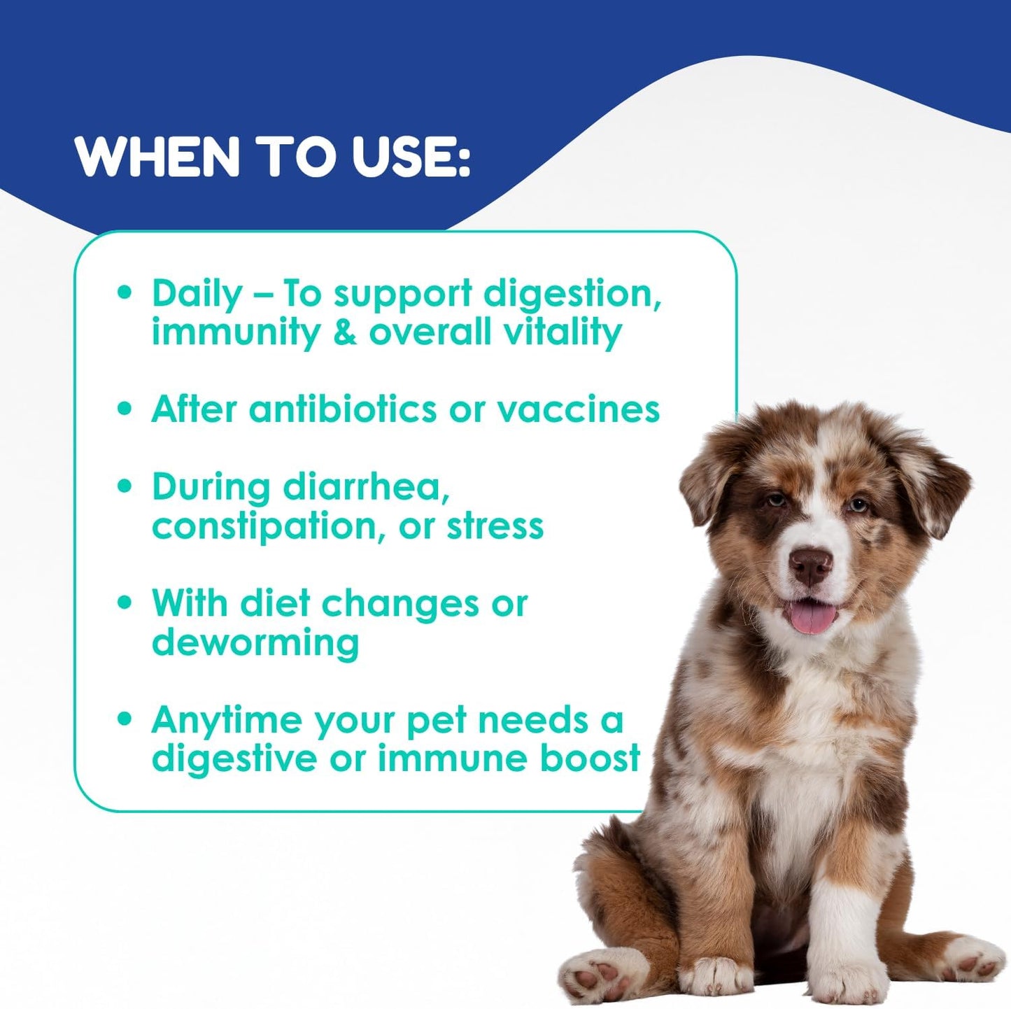 OL’ NELLY Dog Probiotic Paste for Digestive Support & Sensitive Stomach | 6-Strain Probiotics, Up to 7.2 Billion CFU per Serving | Helps with Loose Stool & Digestive Upset | 14g