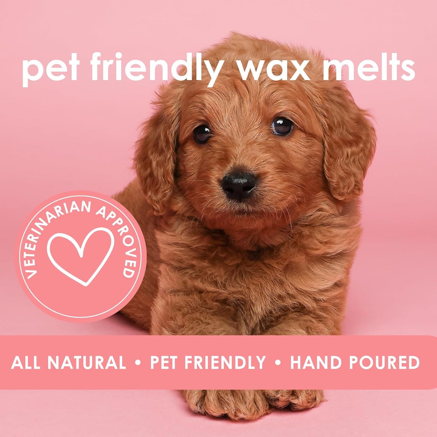 Sandy Paws | Pet Safe Wax Melts | All Natural Soy | Non-Toxic | Dog Friendly | Vet Approved | Long Lasting Home Fragrance | Pet Odor Eliminator | Clean Burning Wax Cubes | Safe Air Freshener