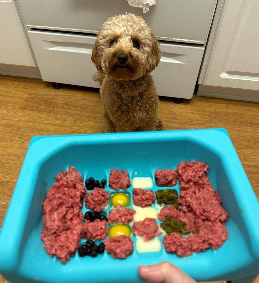 Fluff Trough Elevated Slow Feeder Dog Bowls | Slow Feeder Cat Bowl with Vet Approved & Non-Toxic Silicone Minimizes Neck Strain | Paced Eating Insert Designed for Flat-Faced Pets (Purple)