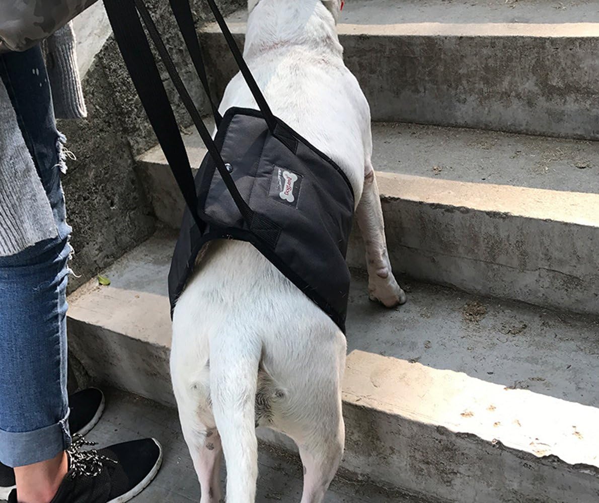 Dog Lift Support Harness With Handle for Older or Injured Canines - Adjustable Strap for Weak Hind Legs - Mobility Aid Back Sling