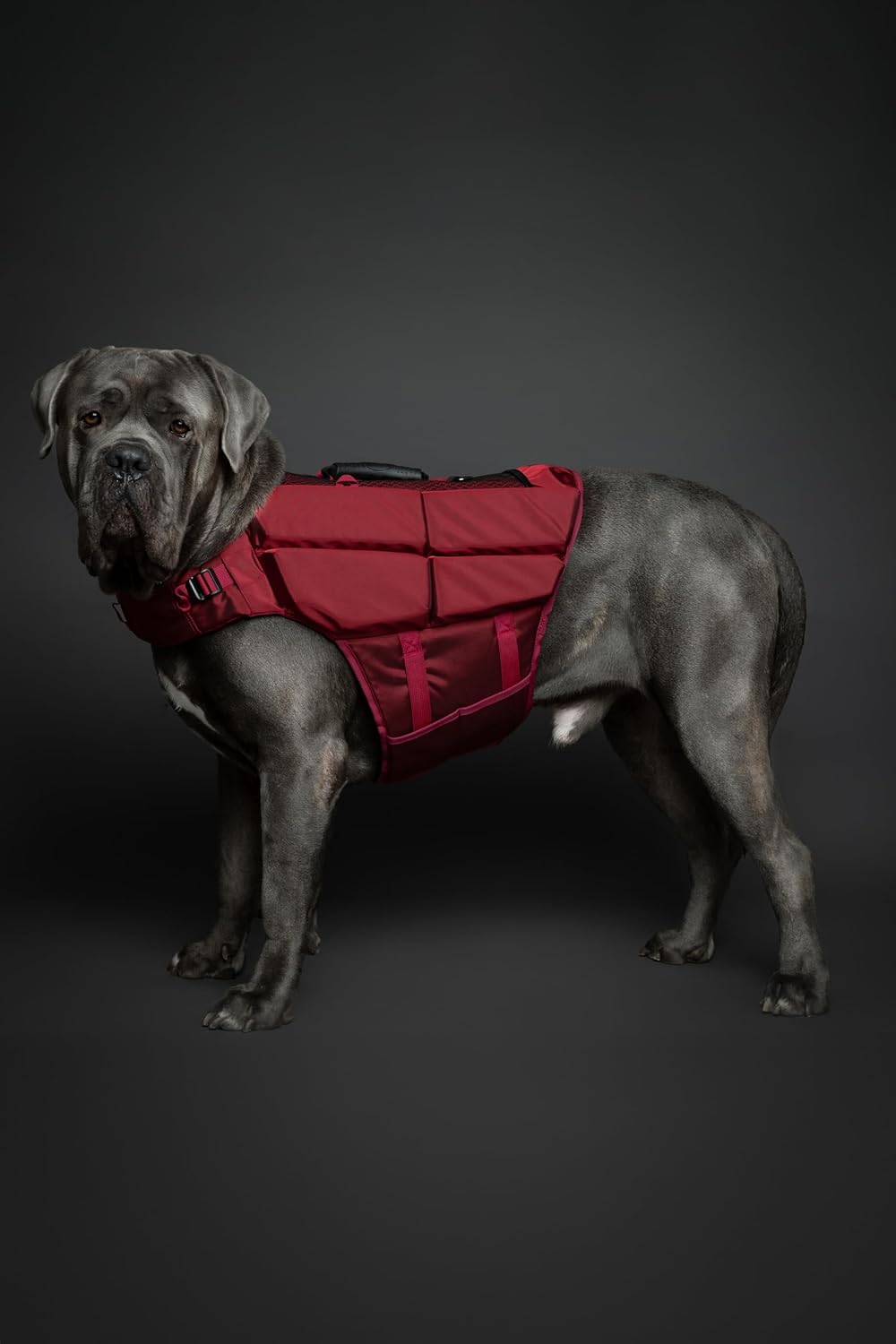 NOAH & PAW Dog Life Jacket, Human Standards Lifejacket Design, Dog Life Vest for Swimming and Boating, 3X Foam Support for Max Floating, Breathable Mesh, Salvavidas para Perros, Size XL