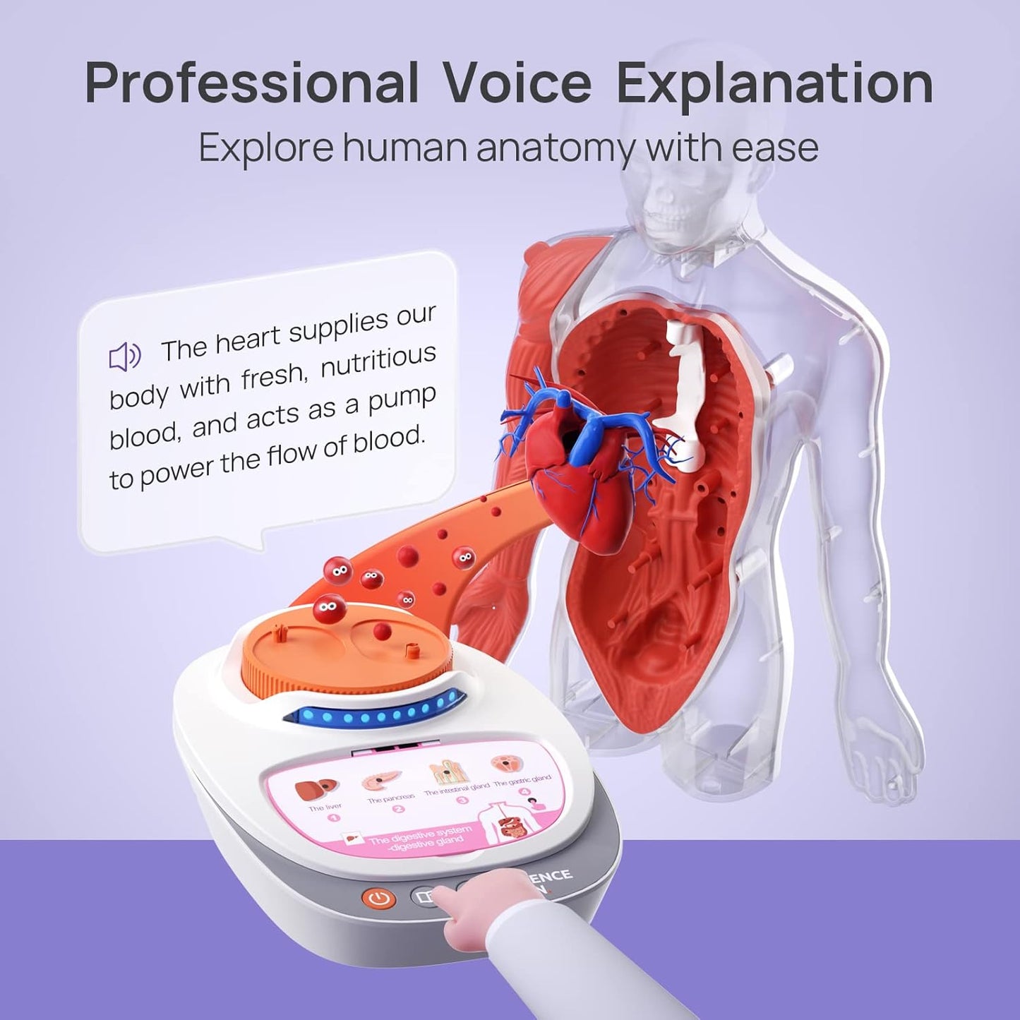 Science Can Human Body Model for Kids, Interactive Human Anatomy Talking Model - 11 Inch Realistic Anatomical Assembly Kit, 15PCS Removable Parts & Guide, Educational STEM Toys Gifts for Kids Aged 6+
