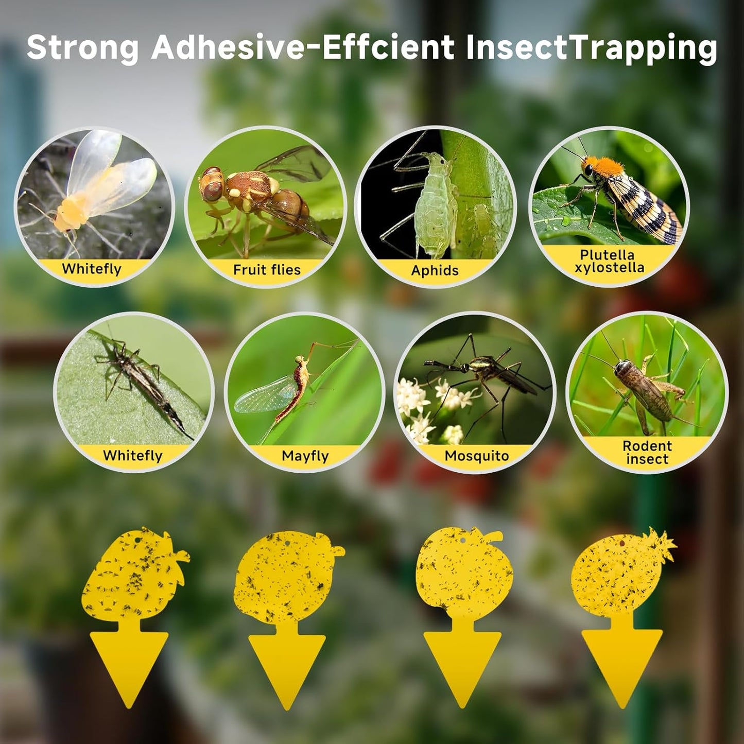 Fruit Fly Trap & Fungus Gnat Traps 40 Pack – Yellow Sticky Gnat Traps for House Indoor & Outdoor Plants, Non-Toxic and Odorless Insect Bug Catcher
