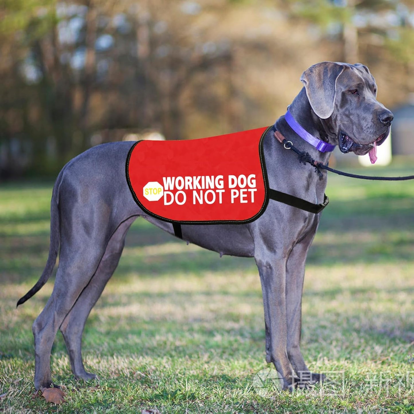 JXGZSO Nervous Dog Jacket Vest Service Dog Working Dog Do Not Pet Anxious Dogs Scared Dogs Slogan Warning Vest (Working not pet L)