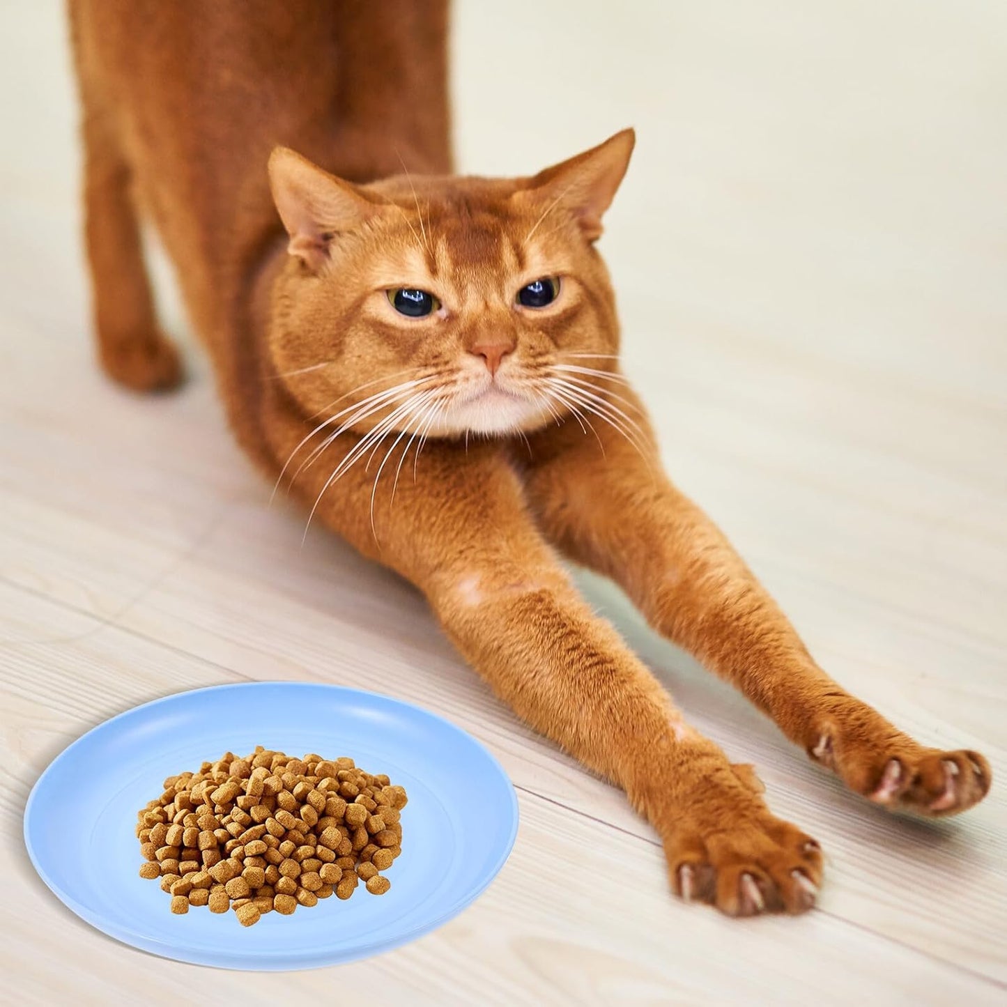 FAVOMOTO 4pcs Round Shallow Cat Food and Water Bowls Set, 15cm Flat Pet Plates for Wet Food, Small Kitten and Short-Legged Cats, Multi-Color Plastic Feeding Dishes for Indoor Use