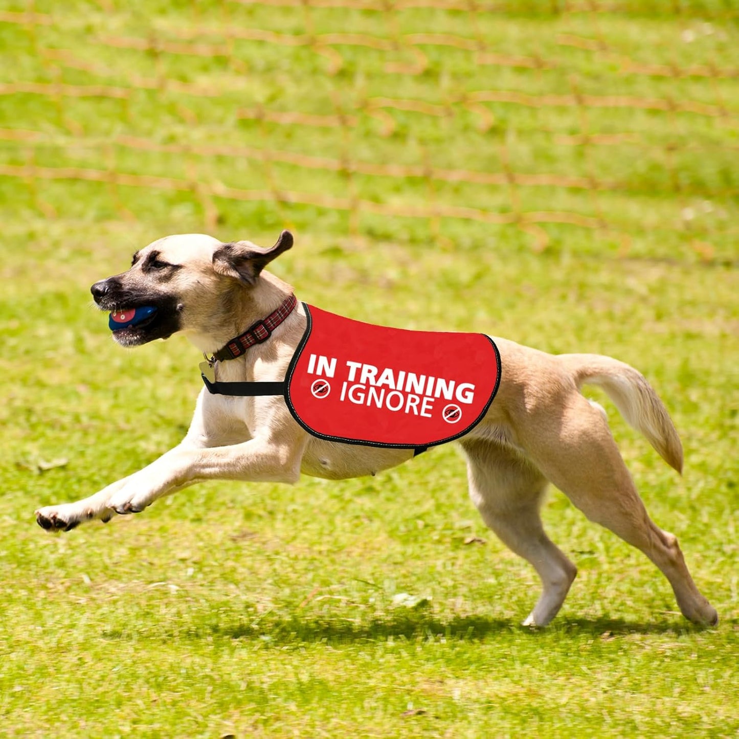 JXGZSO in Training Ignore Dog Jacket Vest Nervous Anxious Dog in Training Slogan Warning Vest (in Training Ignore L)