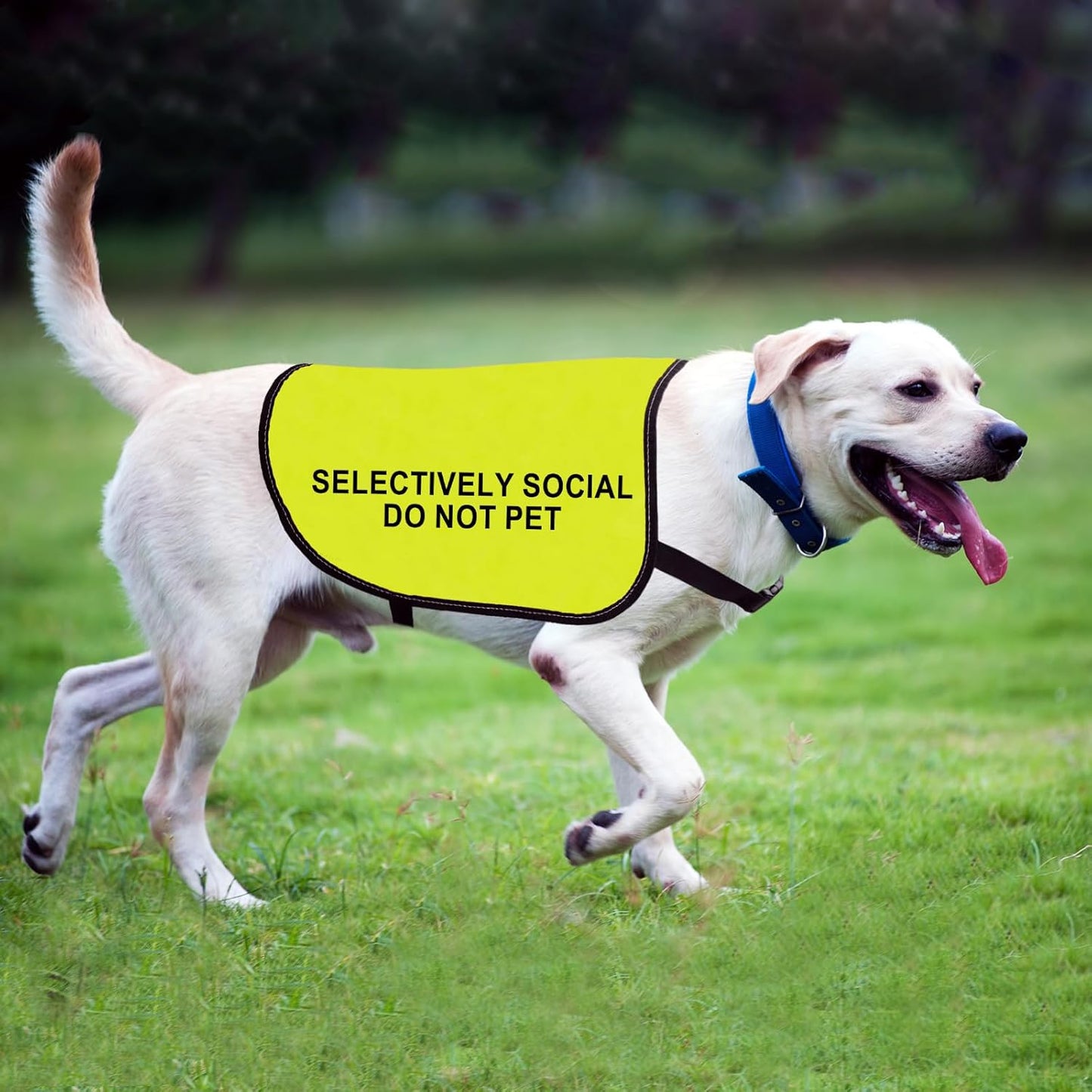 Social Anxiety Dog Jacket Vest Selectively Social Do Not Pet Vest Dog Walking Slogan Warning Vest (Selectively Social-Large)