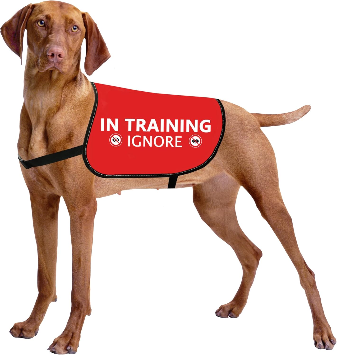 HOLLP Training Jacket - Ignore Dog Warning Vest, Dog Walking Jacket (in Training Ignore-Medium)