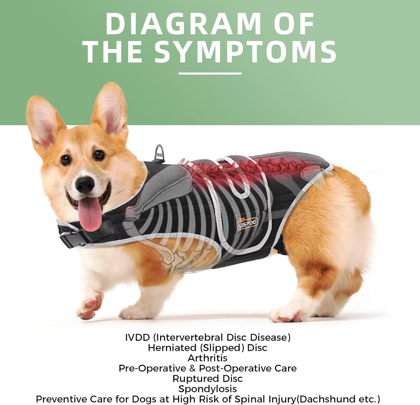 IVDD Dog Back Brace for Dachshunds & Slipped Disc | Post-Surgery Support & Arthritis Relief | Vet-Recommended Dog Back Brace | Breathable with Support Rods & Straps, Size XS