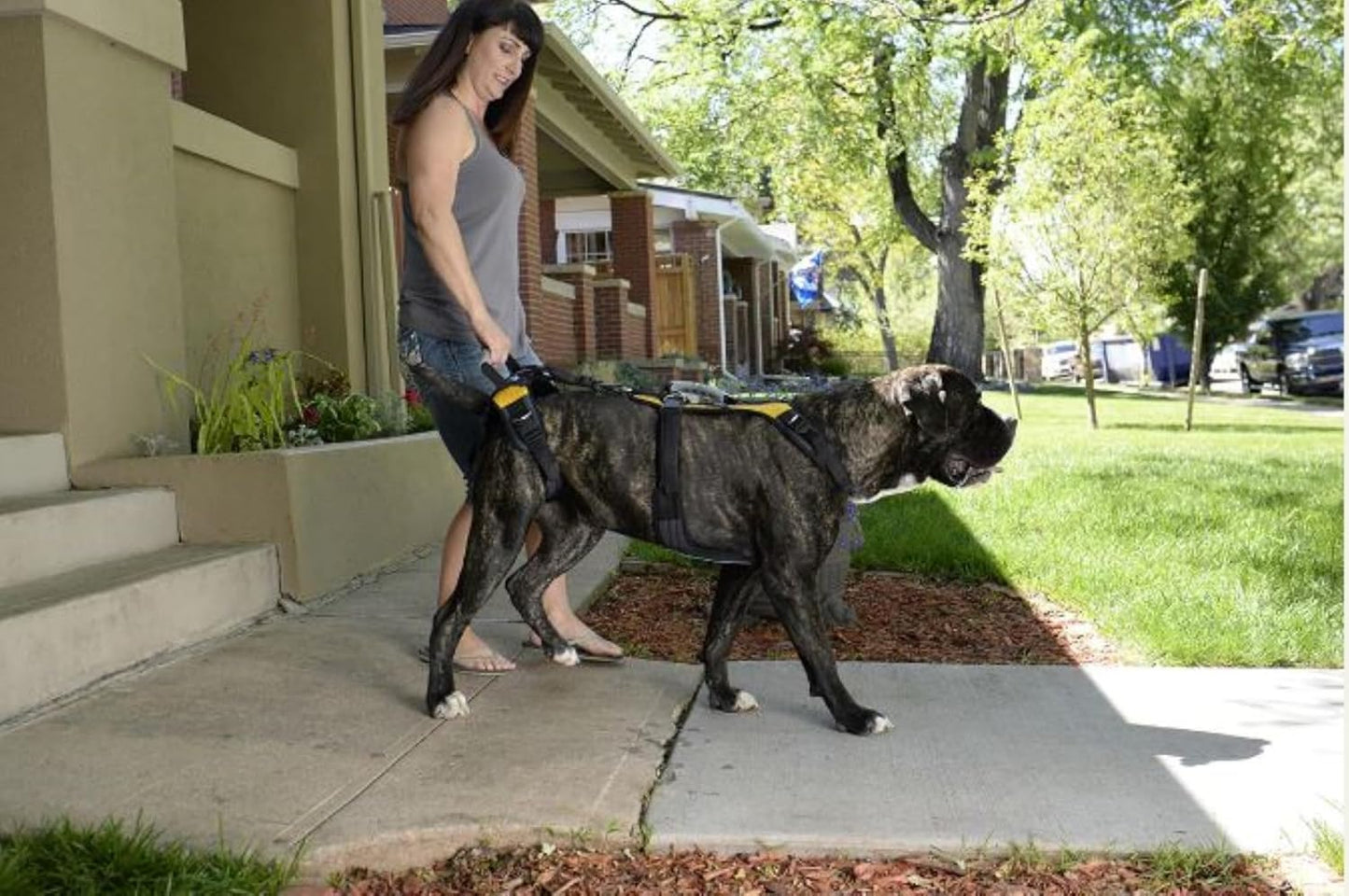 Help 'Em Up® - Dog Lift Harness│ Adjustable Lifting Harness for Dogs │ Full Body Support, Rear Leg Support (Conventional, XL)