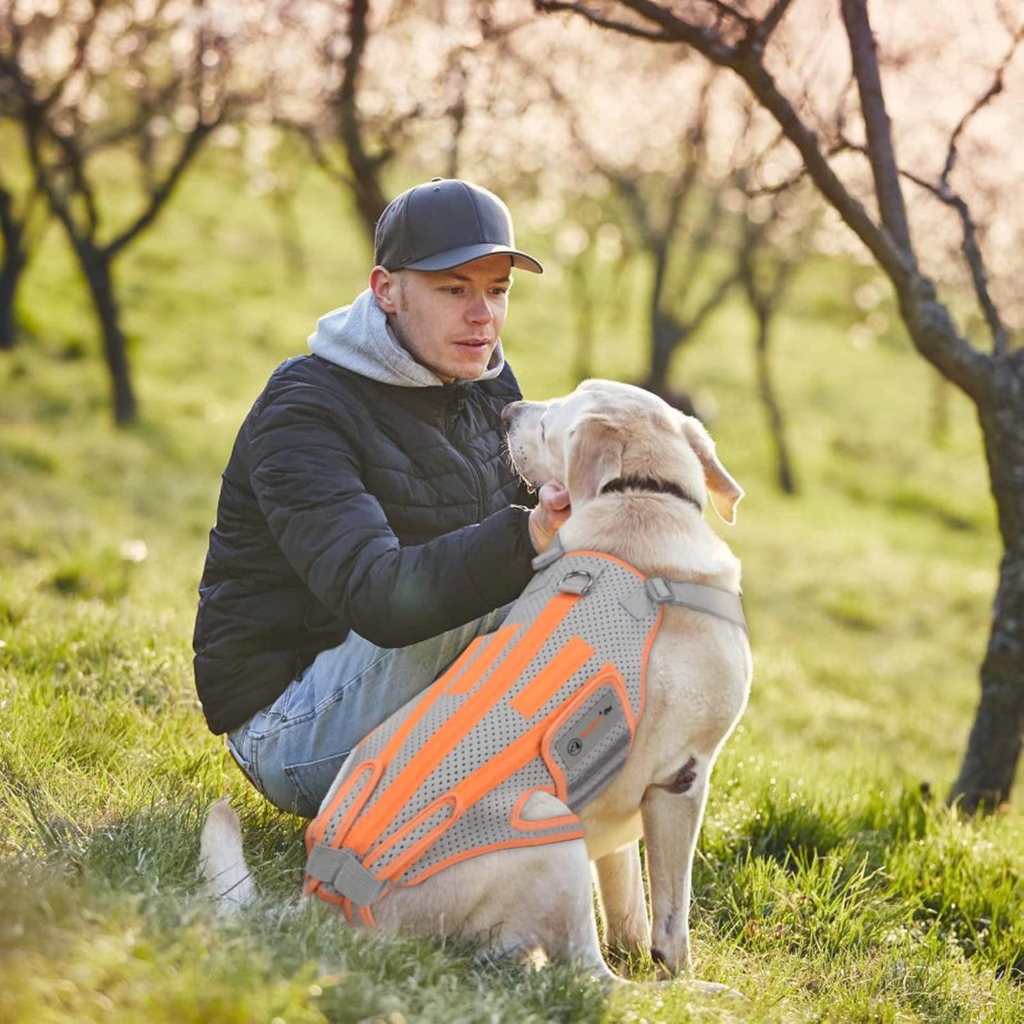 Dog Back Brace for Arthritis, Dog Hip Brace for IVDD, Frame Support Harness for Back，Keeps The Back Stable and Reduces Movements and Pains (XXL)