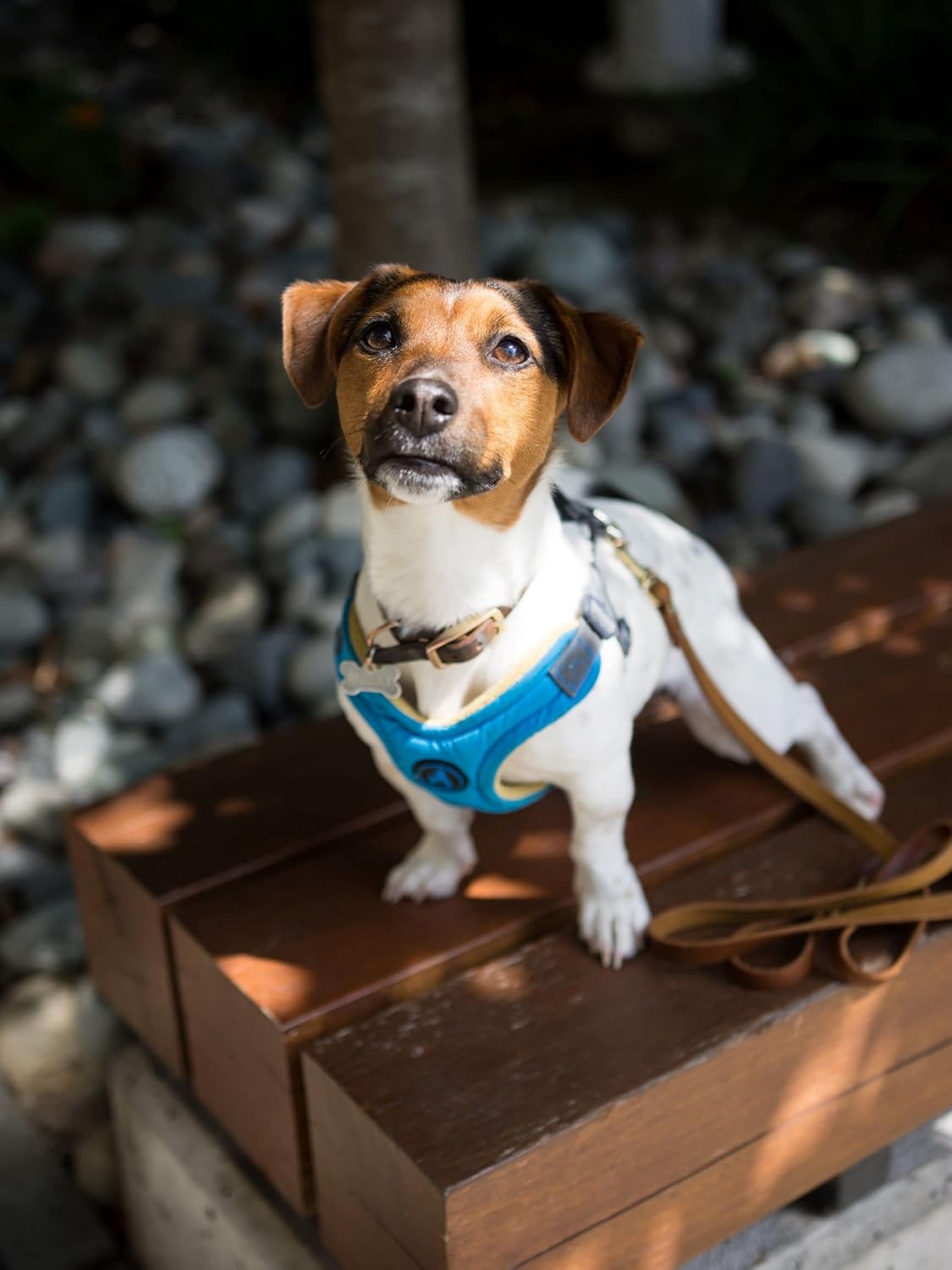 Gooby Escape Free Memory Foam Harness - Blue, Medium - No Pull Step-in Small Dog Harness with Four Point Adjustment - Perfect on The Go Dog Harness for Medium Dogs No Pull and Small Dogs