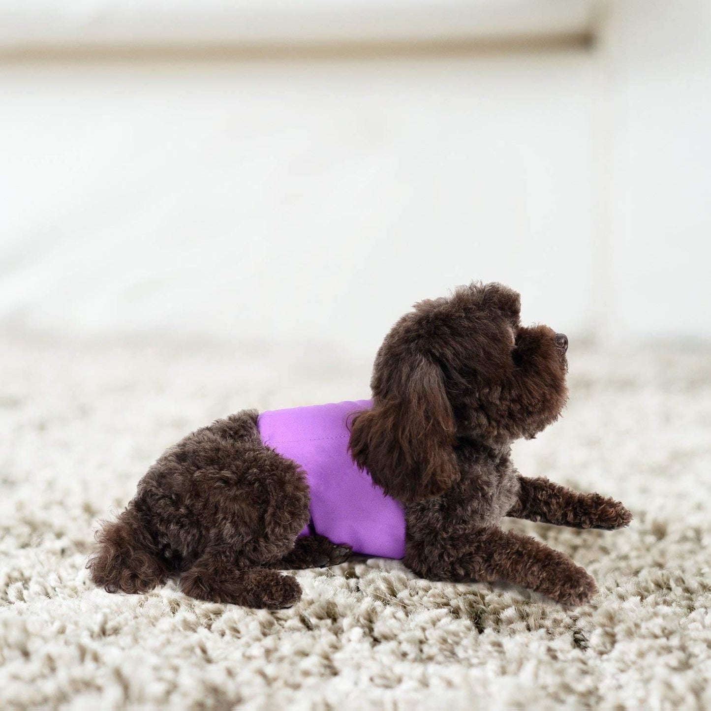 Pet Magasin Male Dog Belly Manner Band Wraps Nappies, 3-Pack, Blue Green and Purple, Medium