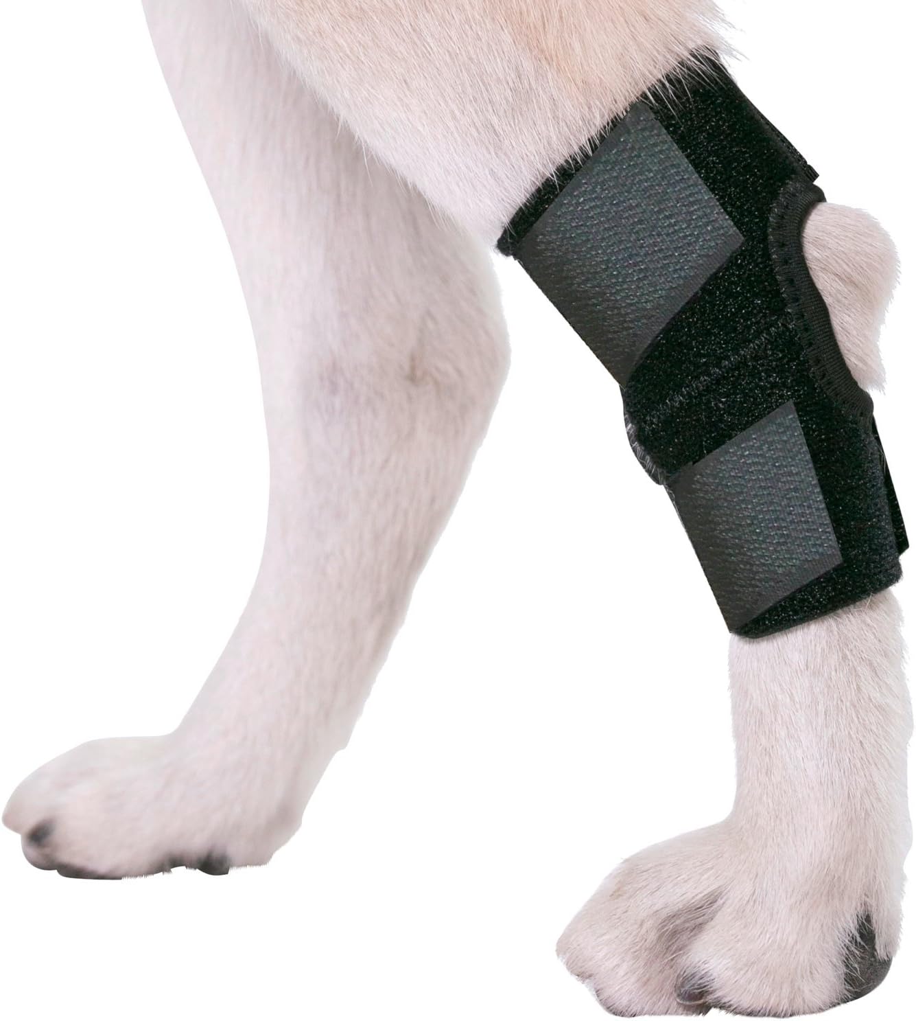 AGON® Dog Leg Braces for Back Leg wrap hock Compression Protects Wounds and Helps heal hind Legs Rear Ankle Joint, preventing Injuries, sprains Providing Stability for Dogs, Canines Arthritis (Large)