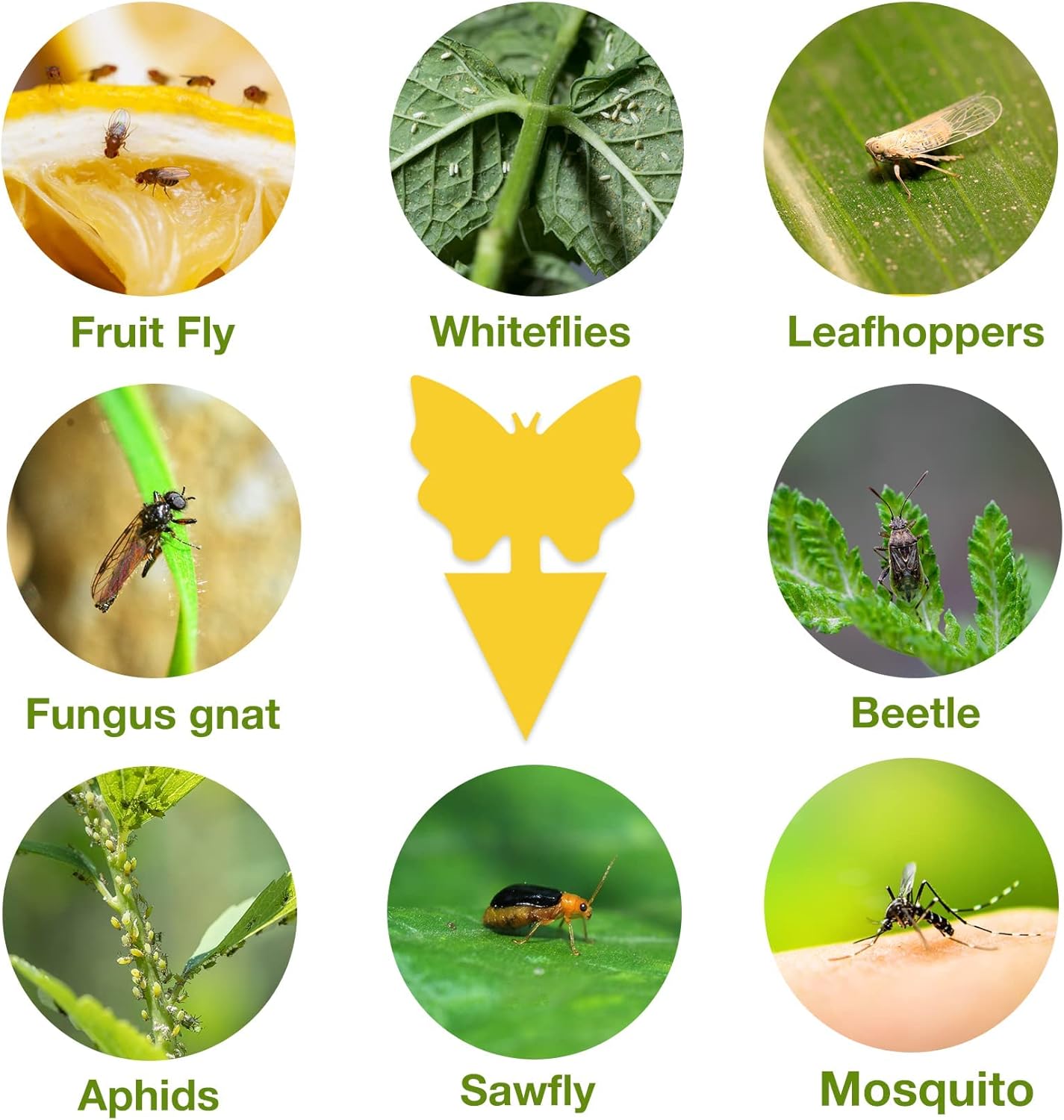 40 Pack Fungus Gnat Traps for House Indoor Yellow Sticky Traps for Gnats Sticky Traps for Plants, Dual-Sided Fungus Gnat Sticky Traps Fruit Fly Traps for Indoors