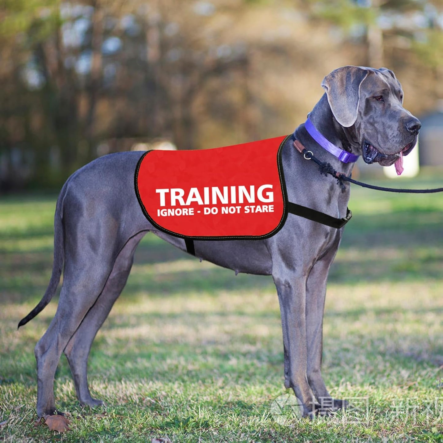 JXGZSO Training Ignore Do Not Stare Dog Jacket Vest Dog in Training Nervous Anxious Dog Slogan Warning Vest (Training - Stare M)