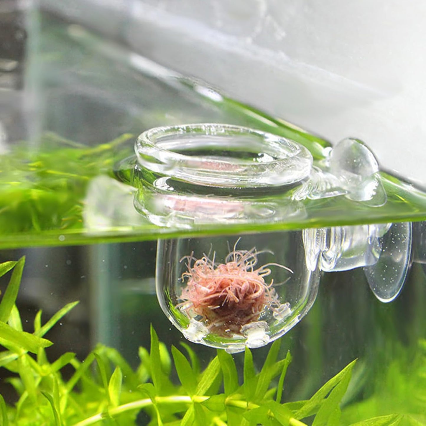 Fish Food Feeder with Suction Cup, Transparent Fish Tank Feeding Cup with Glass Hole, Sturdy Aquarium Live Feeder Container Accessory for Feeding Small Tropical Fishes