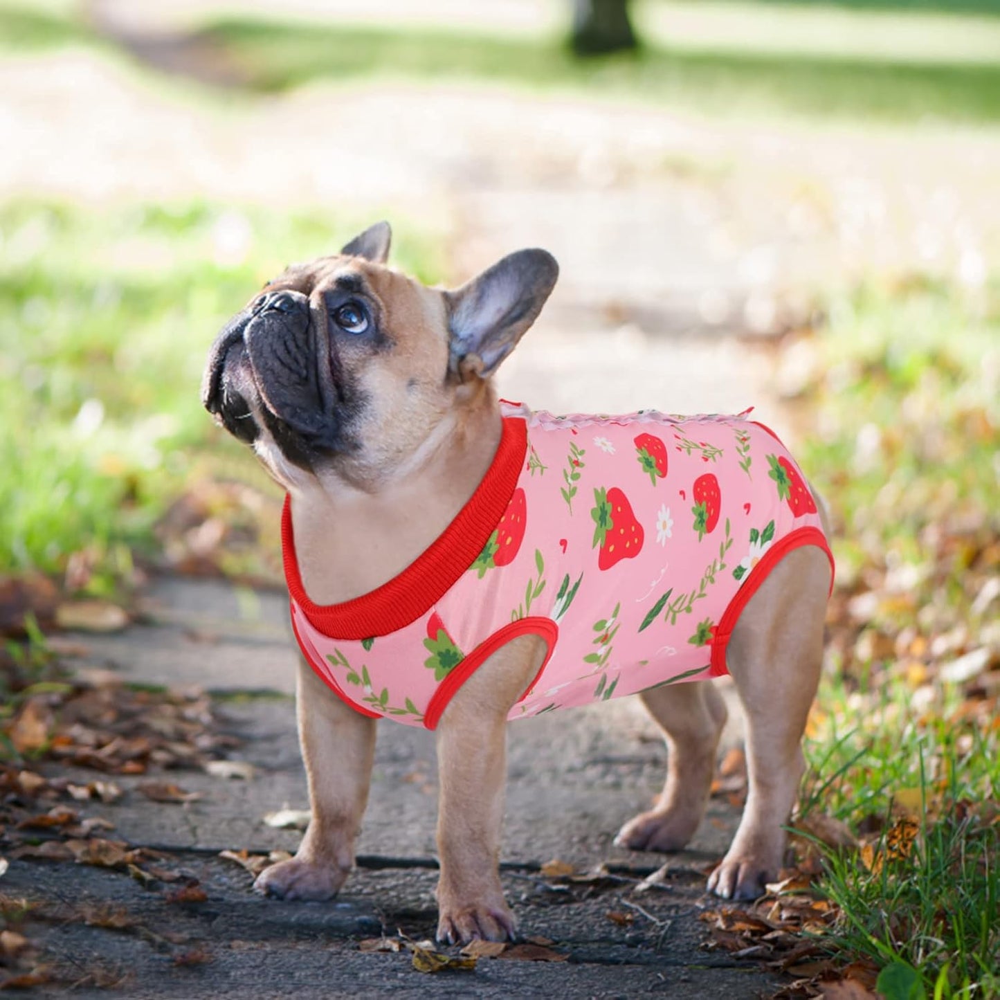 SAWMONG Recovery Suit for Dogs After Surgery, Dog Recovery Suit Dog Spay Surgical Suit for Female Dogs, Dog Onesie Body Suit for Surgery Male Substitute Dog E-Collar (Strawberry,M)