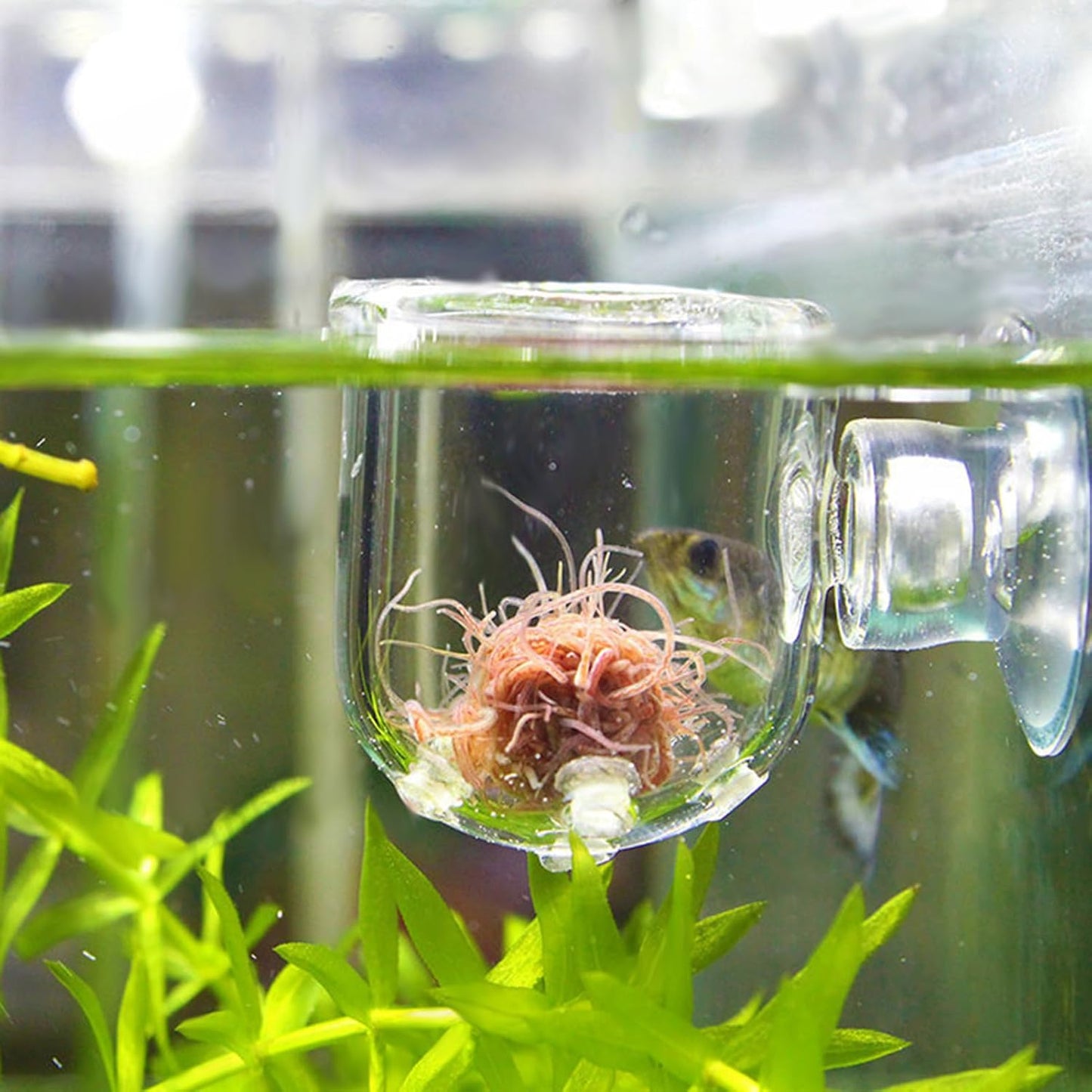 Fish Food Feeder with Suction Cup, Transparent Fish Tank Feeding Cup with Glass Hole, Sturdy Aquarium Live Feeder Container Accessory for Feeding Small Tropical Fishes