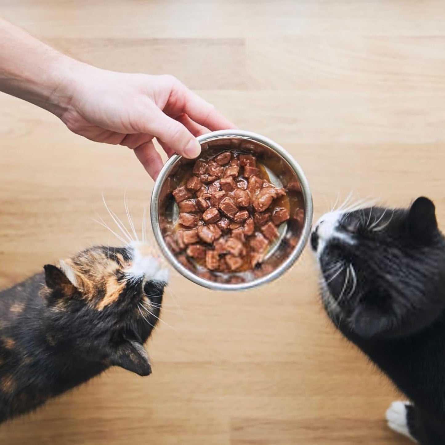 12 PCS Stainless Steel Cat Bowls, 5.5 Inch Metal Cat Bowls, Replacement Elevated Food Water Bowls for Indoor Kitten, Whisker Fatigue Relief Shallow Food Metal Dish for Stray Cats