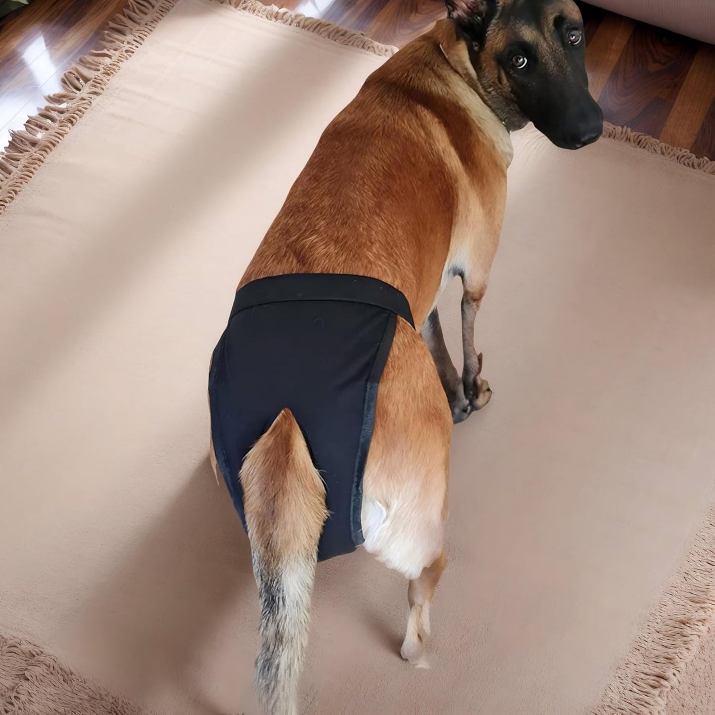 Washable Dog Diapers for Heat and Incontinence - Aimosheng Reusable Female Dog Diapers, Highly Absorbent, Adjustable Belly Bands for Large Dogs Black L