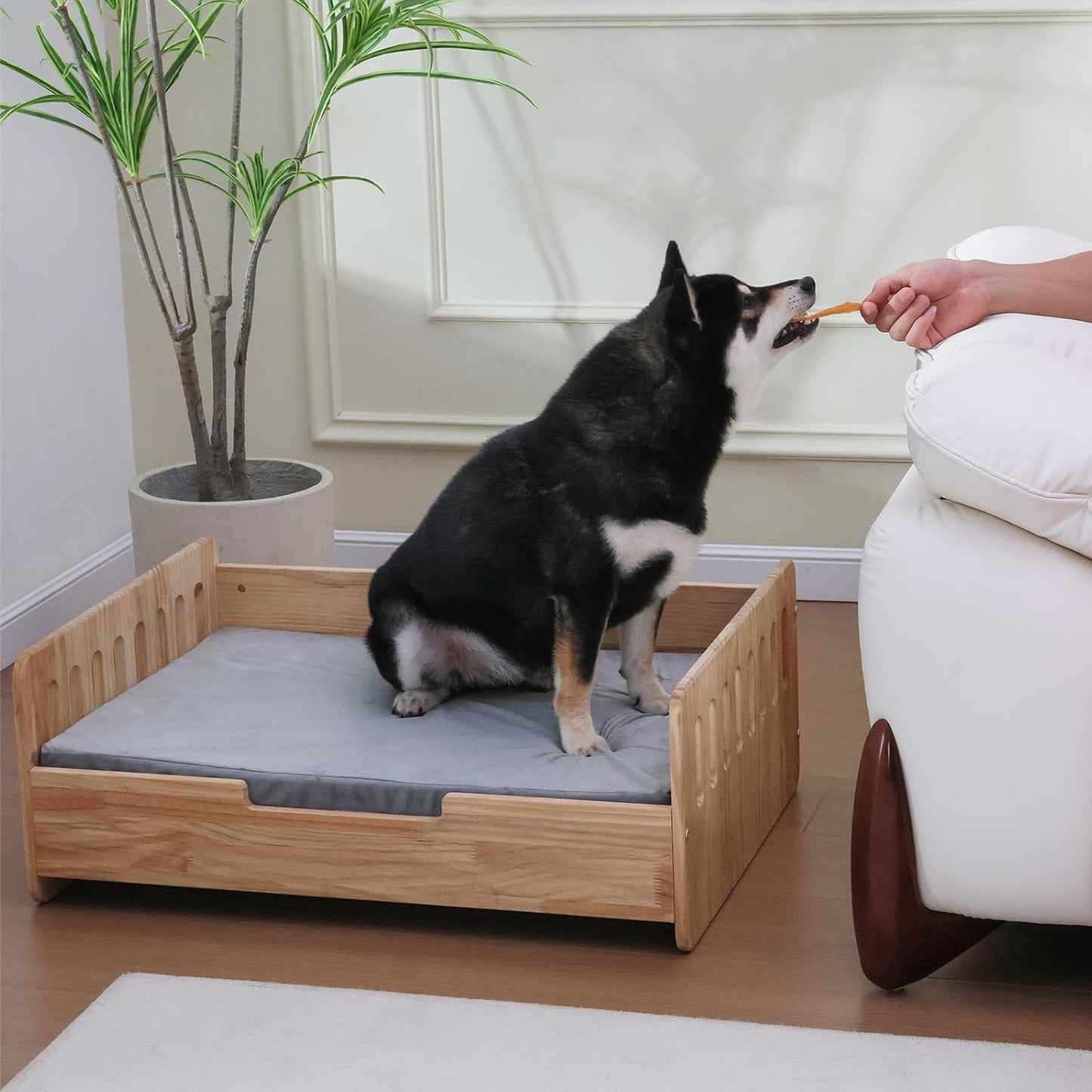 Elevated Dog Bed for Small to Medium Dogs – 32” x 21” Indoor Wooden Pet Sofa with Soft Cushion, Mid-Century Modern Style, Sturdy & Stylish (Natural)