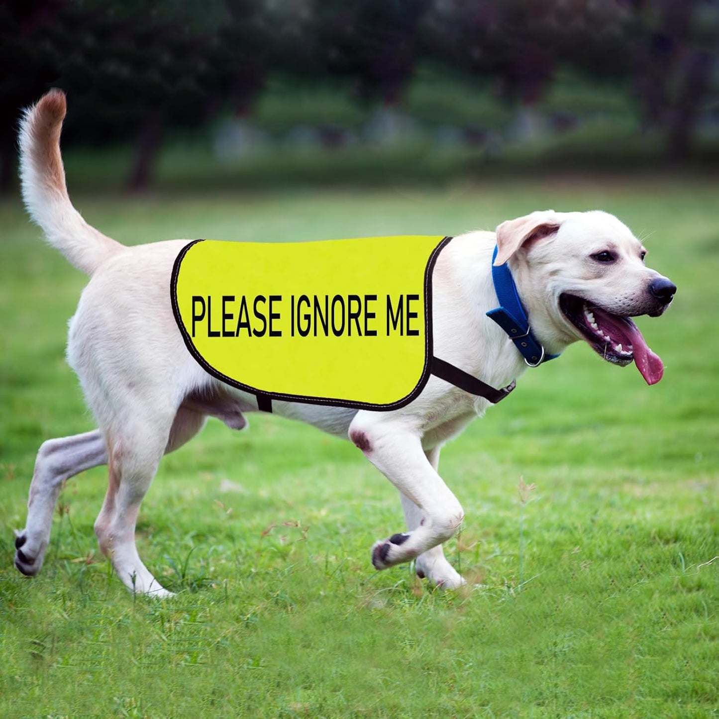 Working Dog Jacket Vest Please Ignore Me Alert Dog Slogan Vest Social Distancing Gift (Please Ignore Me-Large)