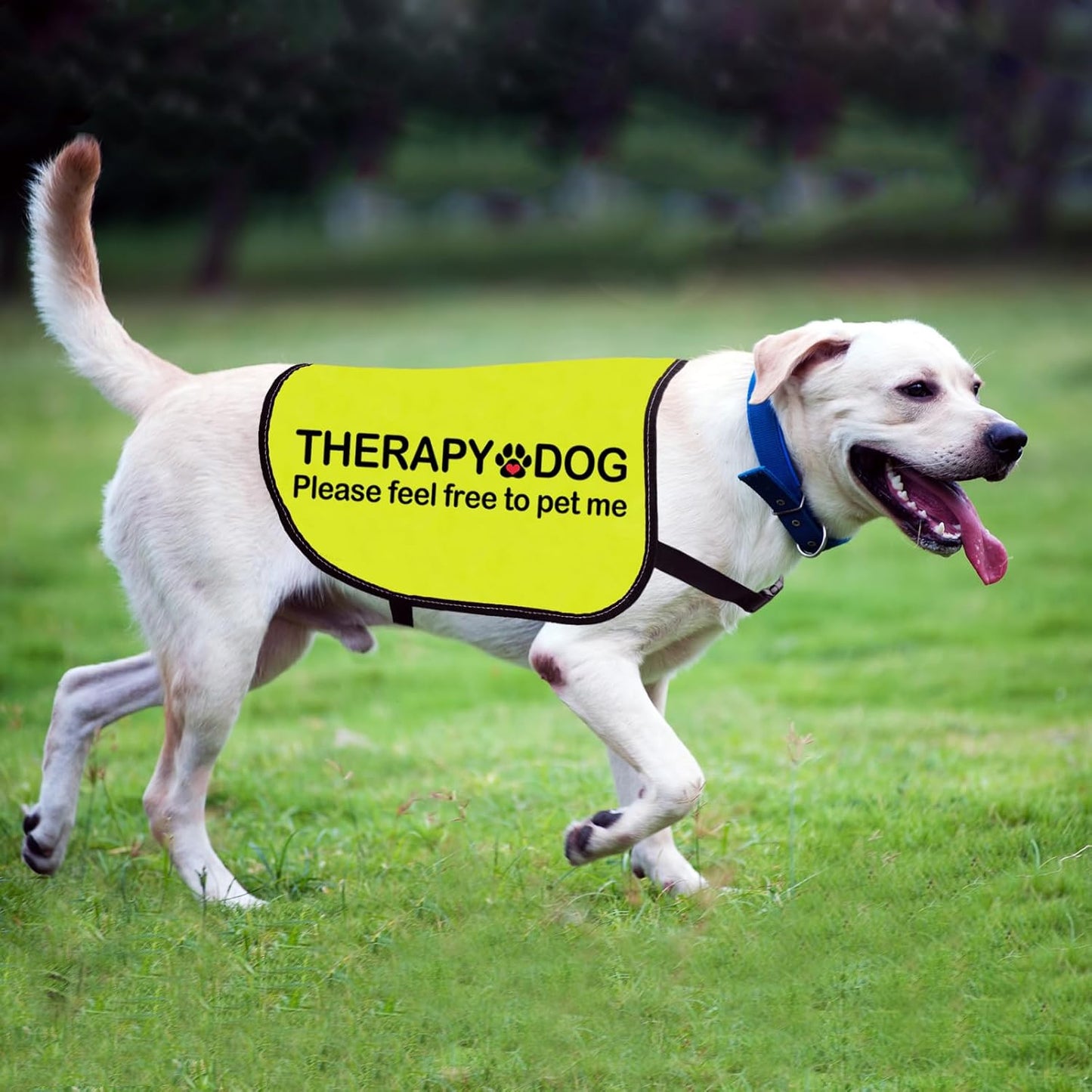 Therapy Dog Jacket Vest Therapy Dog Please Feel Free to Pet Me Dog Slogan Vest Social Distancing Gift Therapy Dog Team Gift (Therapy Dog-Medium)