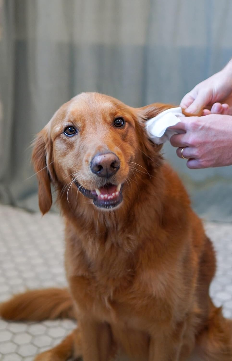 Four Paws Healthy Promise Grooming Soothing Pet Ear Cleaning Wipes, Odor Reducing & Itch Relief, 35 Count