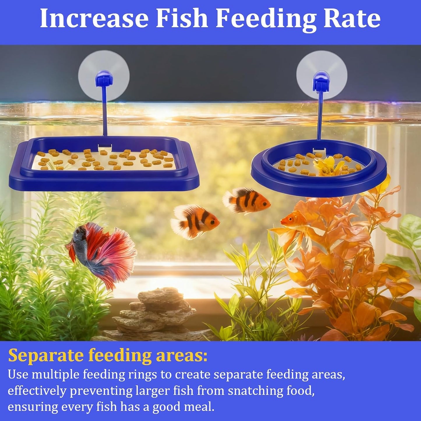 2Pcs Floating Fish Feeder, Fish Feeding Ring for Aquarium, Betta Fishes Tank Accessories Blue Turtle Feeding Ring with Suction Cup, Square & Round Floating Food Feeder for Betta, Goldfish, Turtle