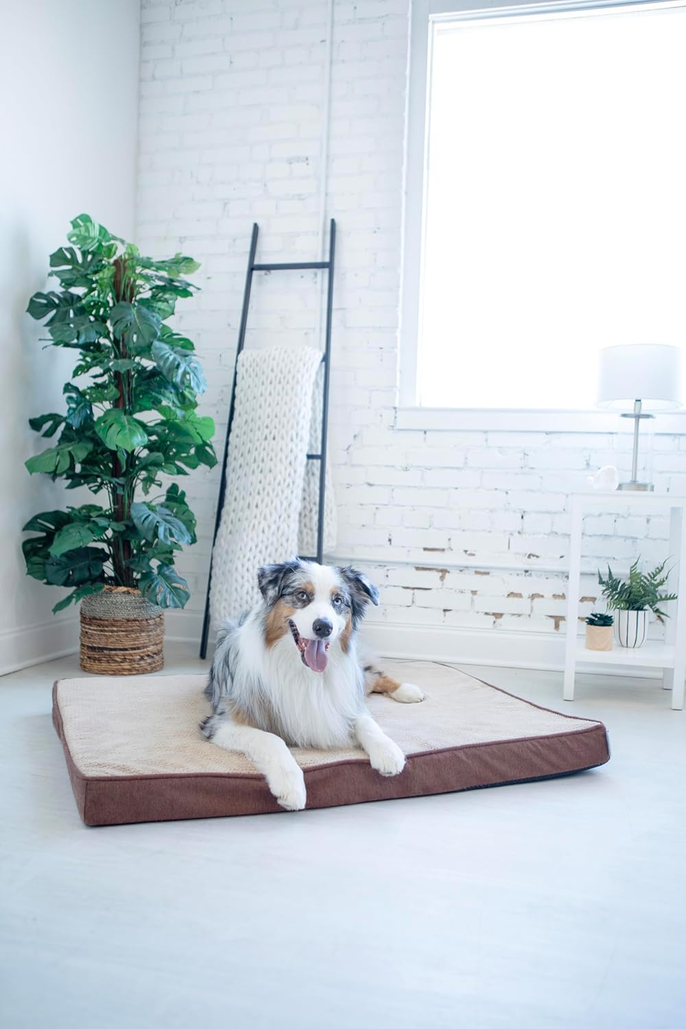 Petmate La-Z-Boy Bentley Orthopedic Foam X-Large Dog Bed Sephia Brown (44 x 34 x 3 inches) for Dogs up to 80lbs with Supportive Foam Durable Removable Washable Cover