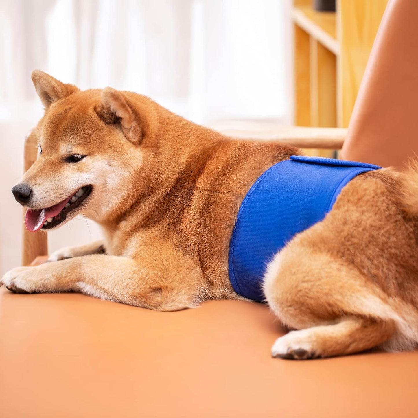 Dog Diapers Male, ACDOK Reusable Belly Bands for Male Dogs Wraps (Pack of 3) Upgrade Durable Delly Diapers for Dogs