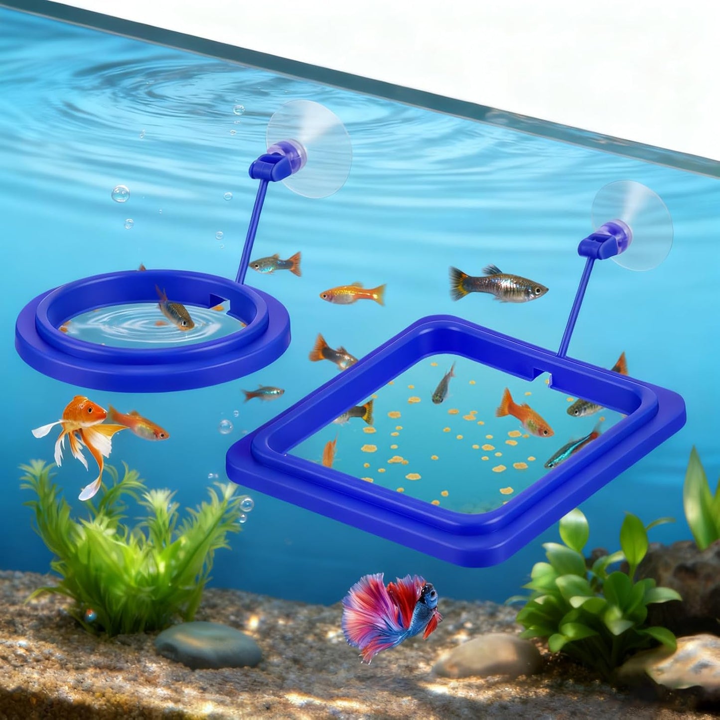 2Pcs Floating Fish Feeder, Fish Feeding Ring for Aquarium, Betta Fishes Tank Accessories Blue Turtle Feeding Ring with Suction Cup, Square & Round Floating Food Feeder for Betta, Goldfish, Turtle
