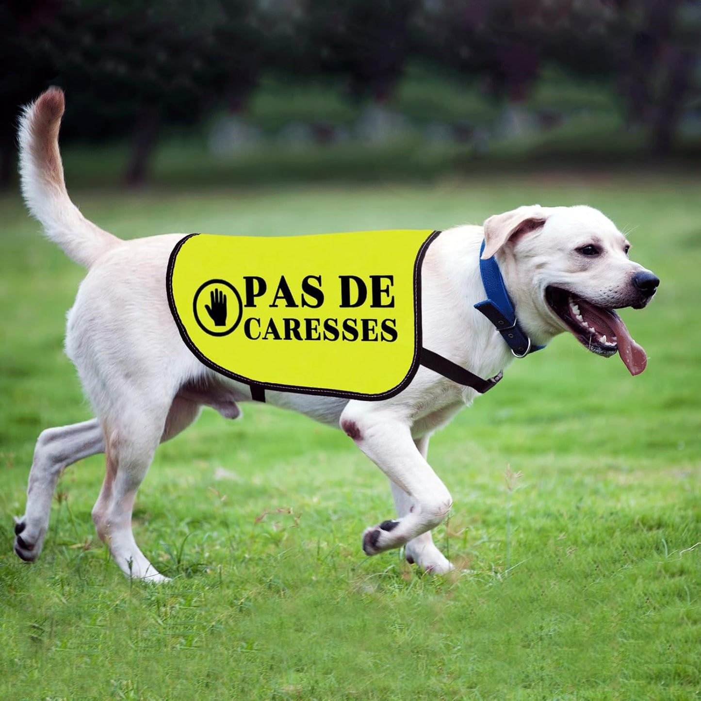 Dog Slogan Jacke Vest Anxiety Vests Pas De Caresses Dog Vests Dogs Trainer Gift Dogs Walking Warning (CARESSES-Medium)