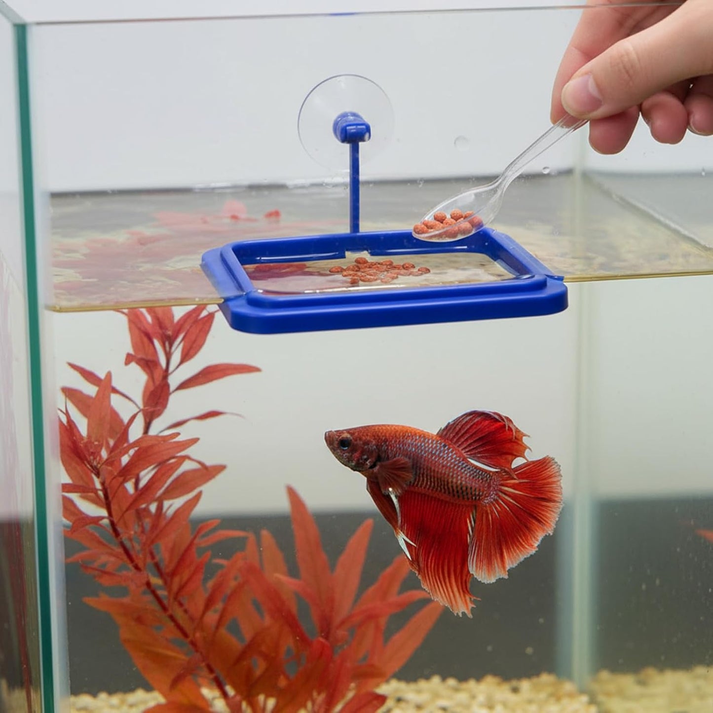 2Pcs Floating Fish Feeder, Fish Feeding Ring for Aquarium, Betta Fishes Tank Accessories Blue Turtle Feeding Ring with Suction Cup, Square & Round Floating Food Feeder for Betta, Goldfish, Turtle