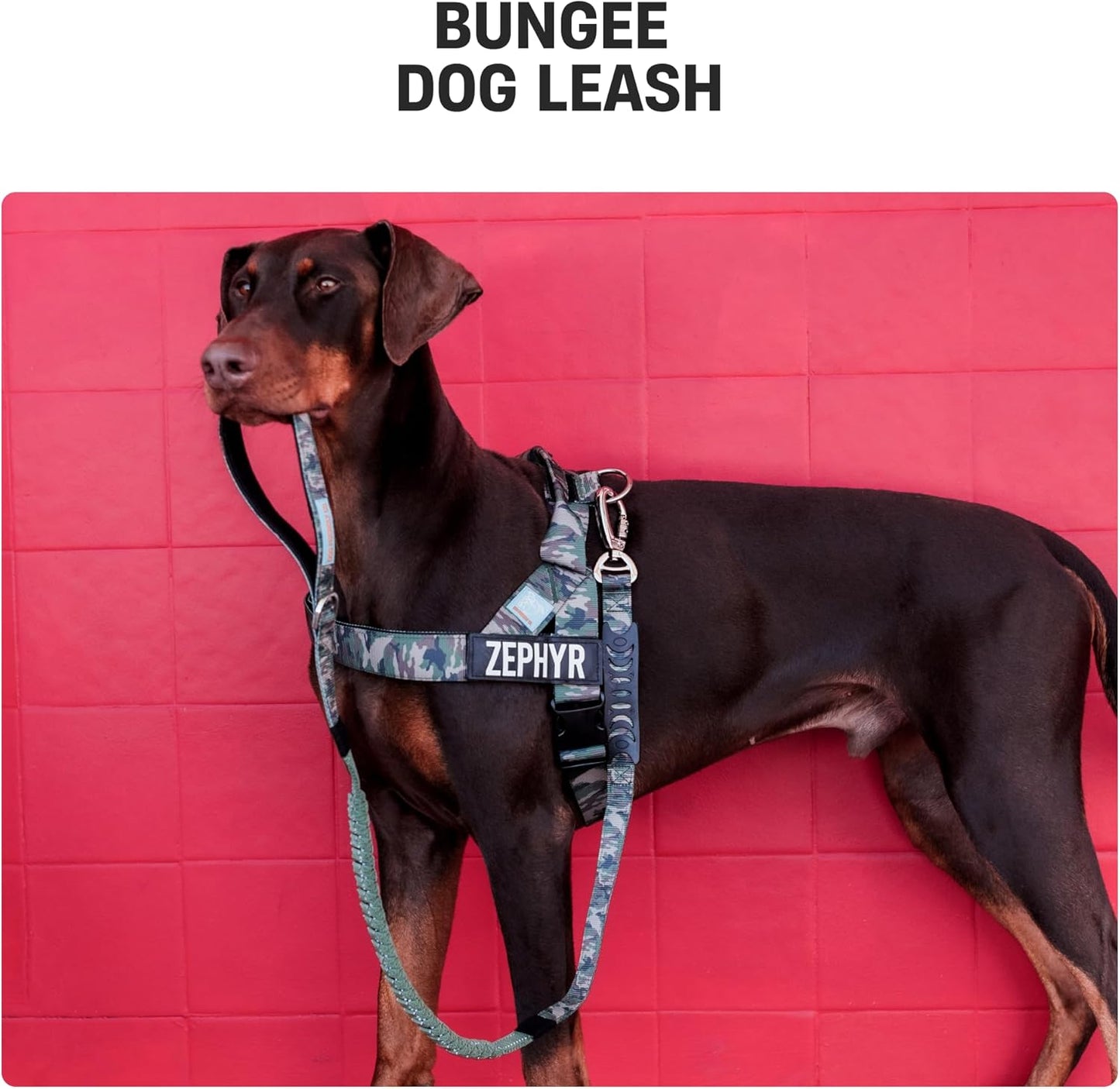 DF Co. Bungee Dog Leash | Strain Free & Shock Resistant for Control | Neoprene Padded Handle, Heavy-Duty Carabiner Clip, and D-Ring | Classic Blue, Size Regular