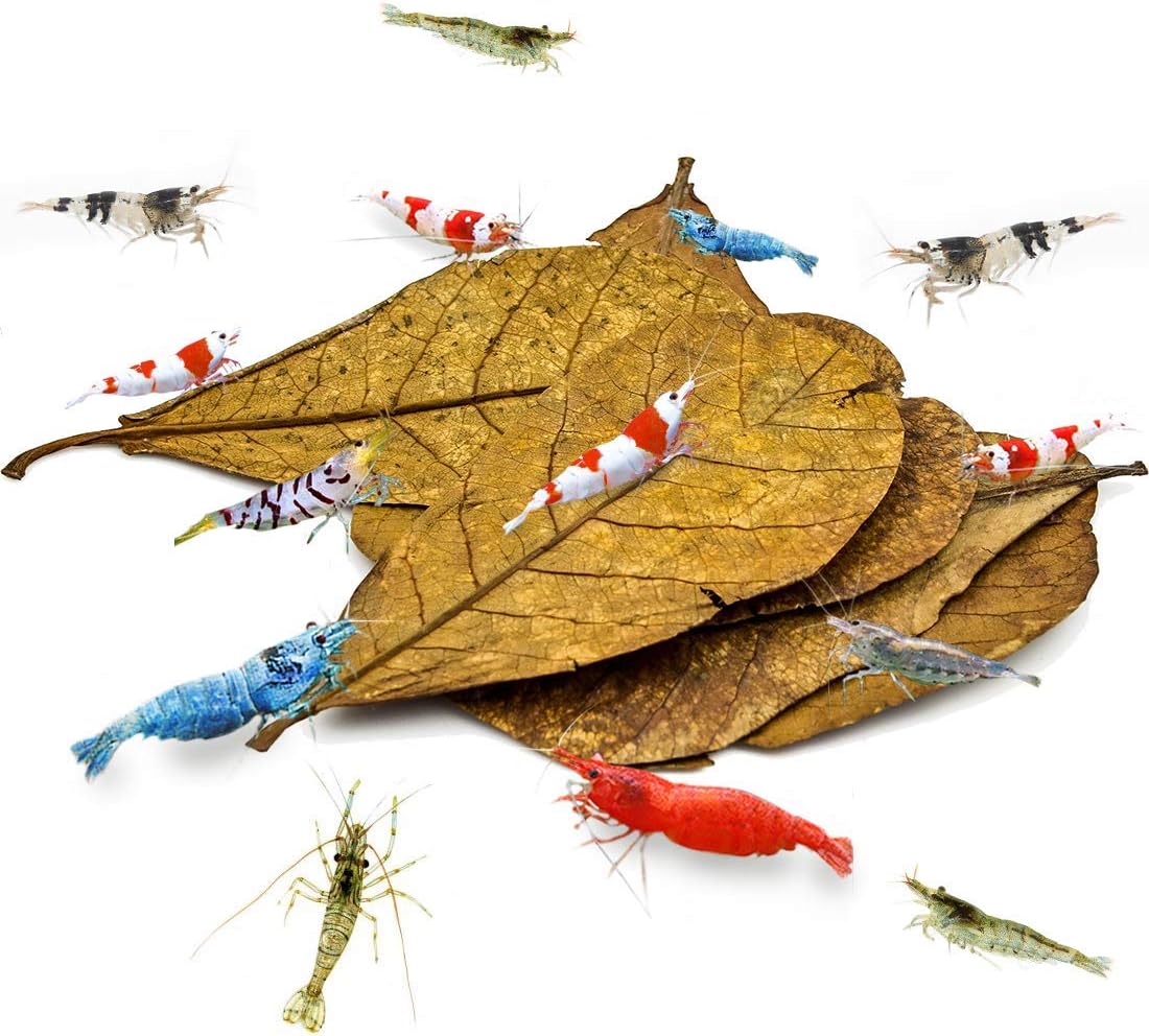 SunGrow 10 Pcs Catappa Indian Almond Leaves for Shrimp Aquariums, 4-7 Inches Long Leaf as Hiding Spot, Tannins Lowers Tank's pH, Softens Water, Enhance Spawning & Vitality Rate