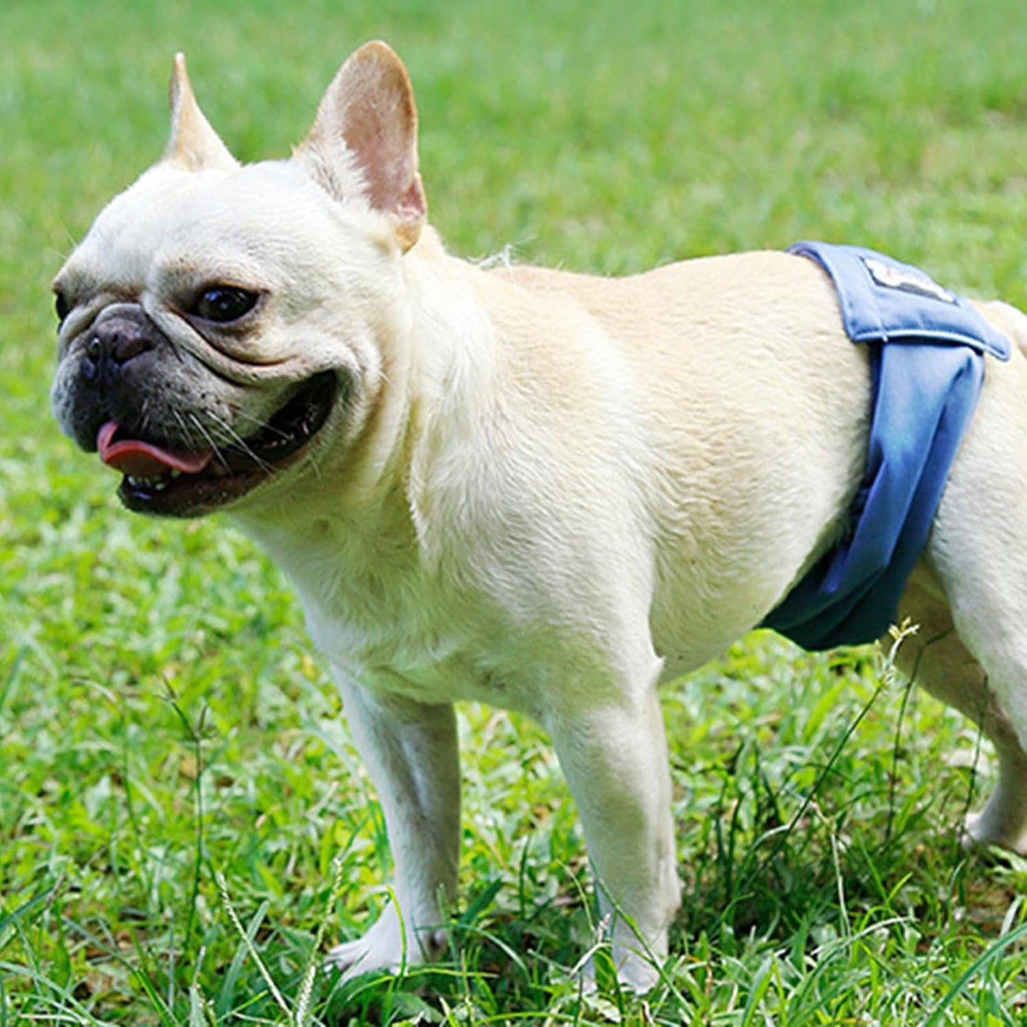 Large Dog Diaper Sanitary Physiological Pants Washable Male Dog Underwear Pet Dogs Supplies Dog Reusable Underwear