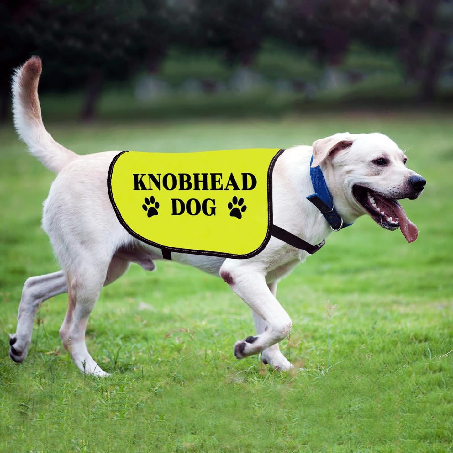Funny Knobhead Dog Jacket Knobhead Dog Slogan Vest Social Distancing Gift Nervous Dogs Gift (KNOBHEAD Dog-Medium)