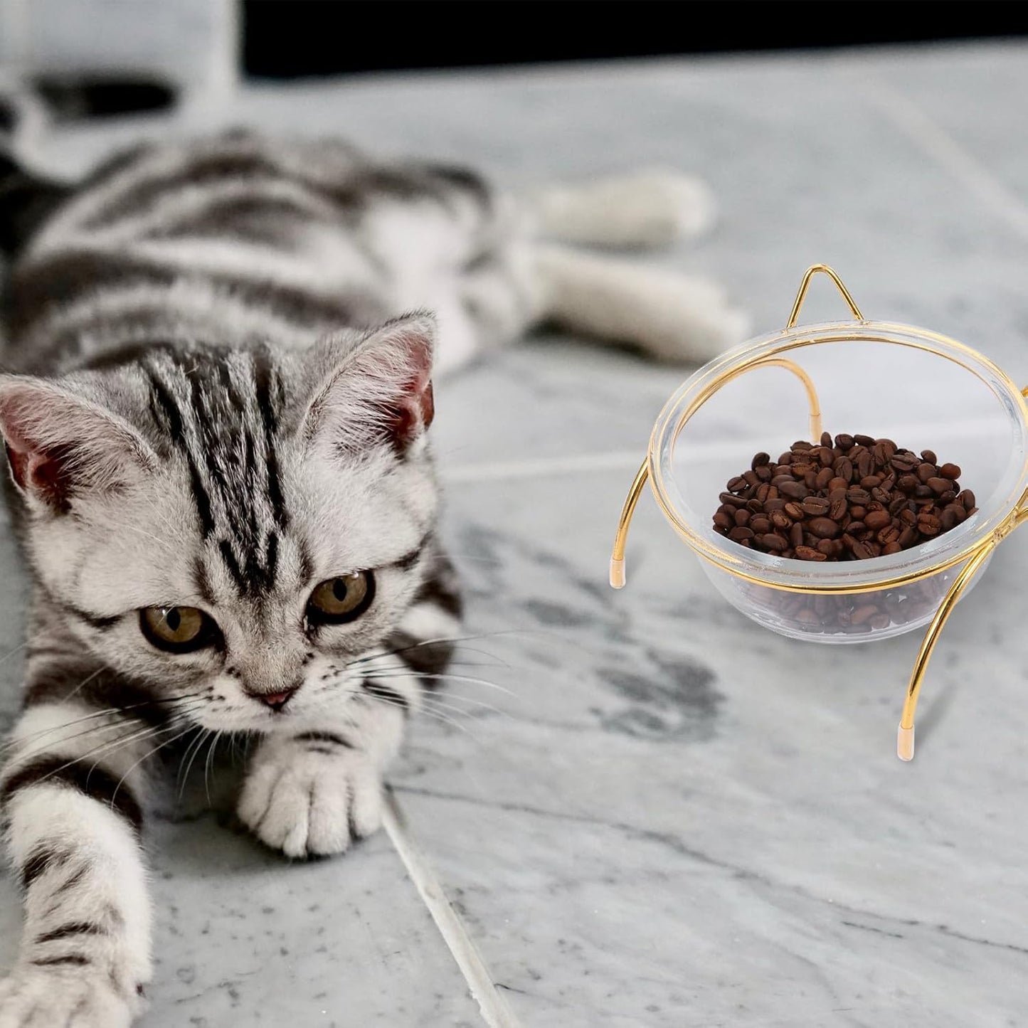 FAVOMOTO Raised Cat Food Bowl and Water Feeder Set with Neck Protection, Slant Design, Single Iron Frame and Bowl for Kitten Feeding