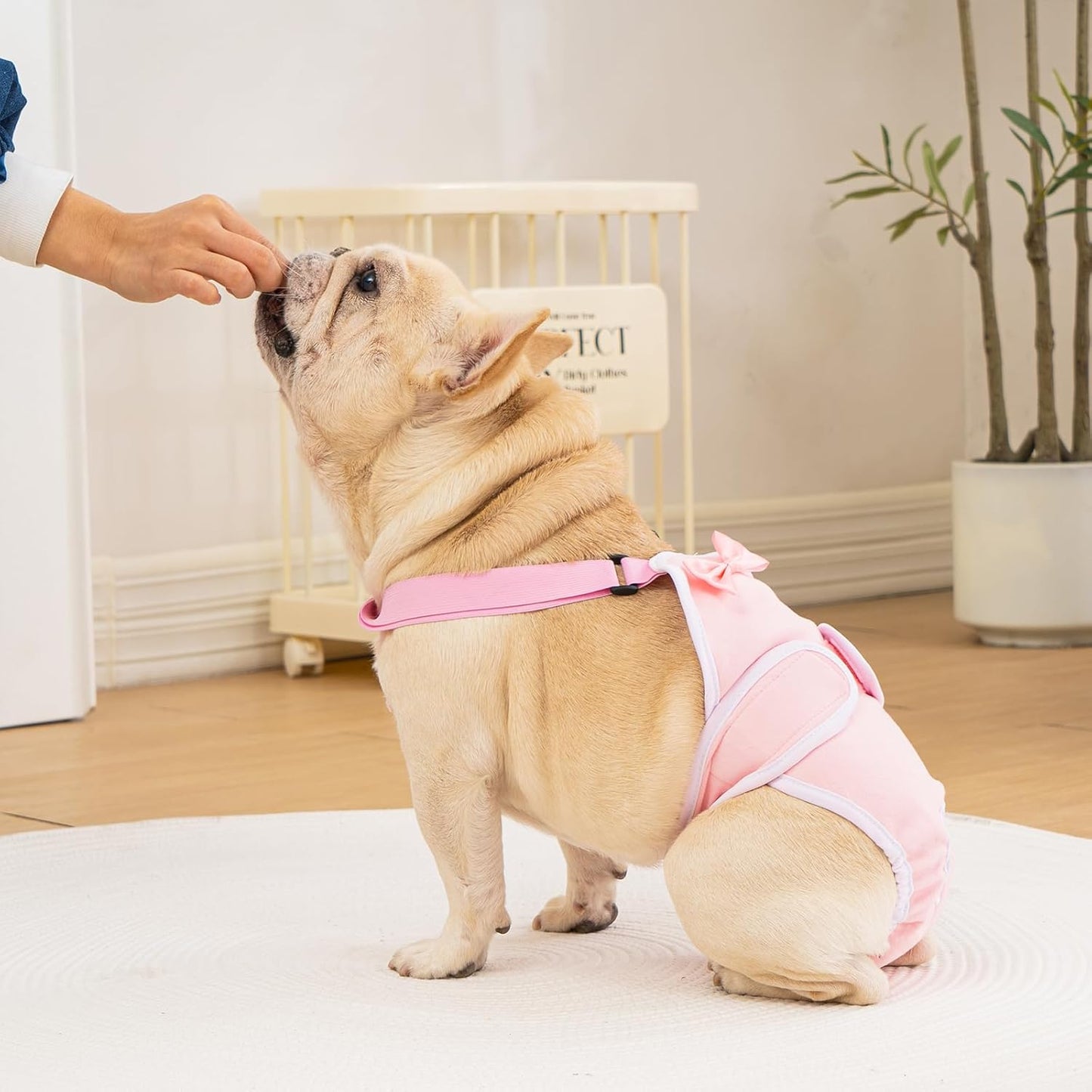 Avont 3 Pack Frenchie Dog Diapers Female, Washable Reusable Girl Doggie Pants for Period Heat Cycle, Full Body Cover Onesie with Adjustable Straps -Pink/Purple/Blue M