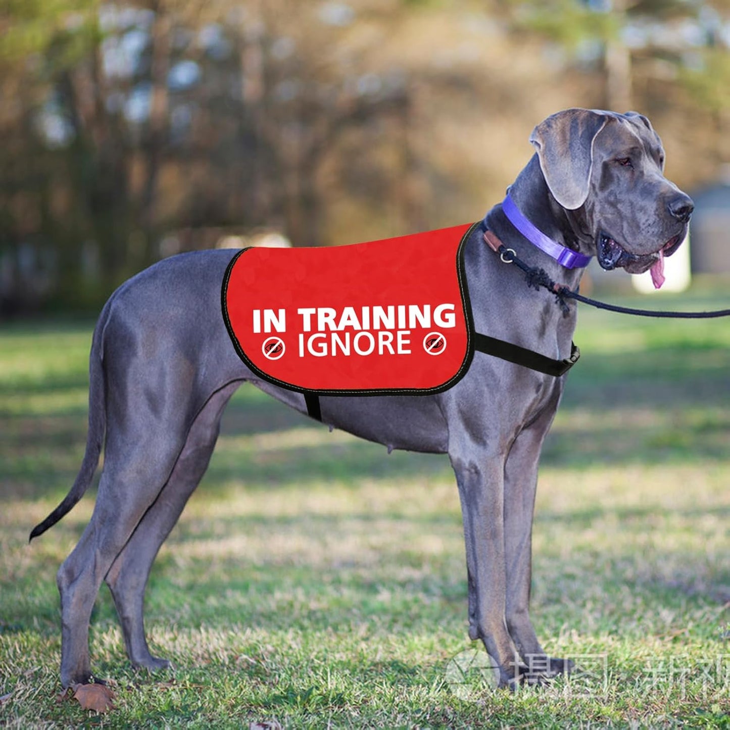 JXGZSO in Training Ignore Dog Jacket Vest Nervous Anxious Dog in Training Slogan Warning Vest (in Training Ignore L)