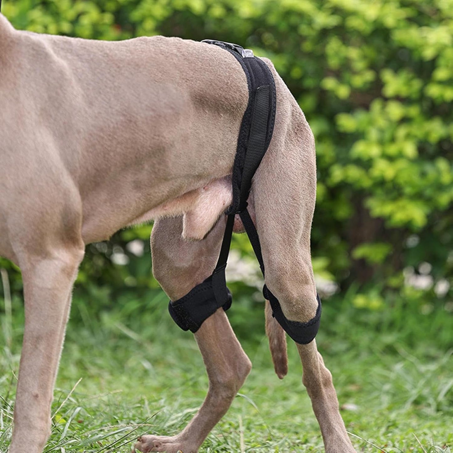 Hip Support for Dogs - Pet Correction Aid, Breathable Hip Belt Lift Brace, Auxiliary Dog Harness, Walking Travel Outgoing Assistance, Home Mobility Support, Comfortable Ergonomic Dog Recovery Gear