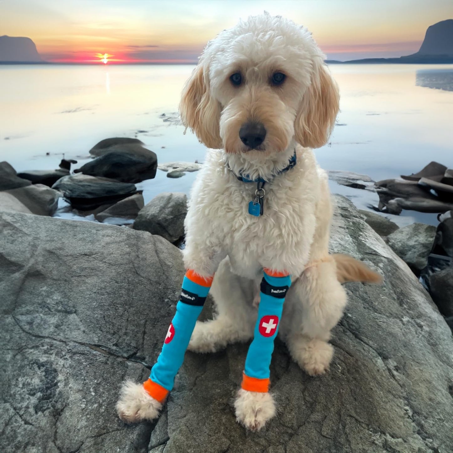 PawFlex Comfy Paws Cotton Nonslip Protective Leggings for Dogs | Medical Pet Sleeve for Dogs Legs with Non-Slip Silicone Grip at Inner Cuffs and Adjustable Strap for No Twisting or Sliding Down